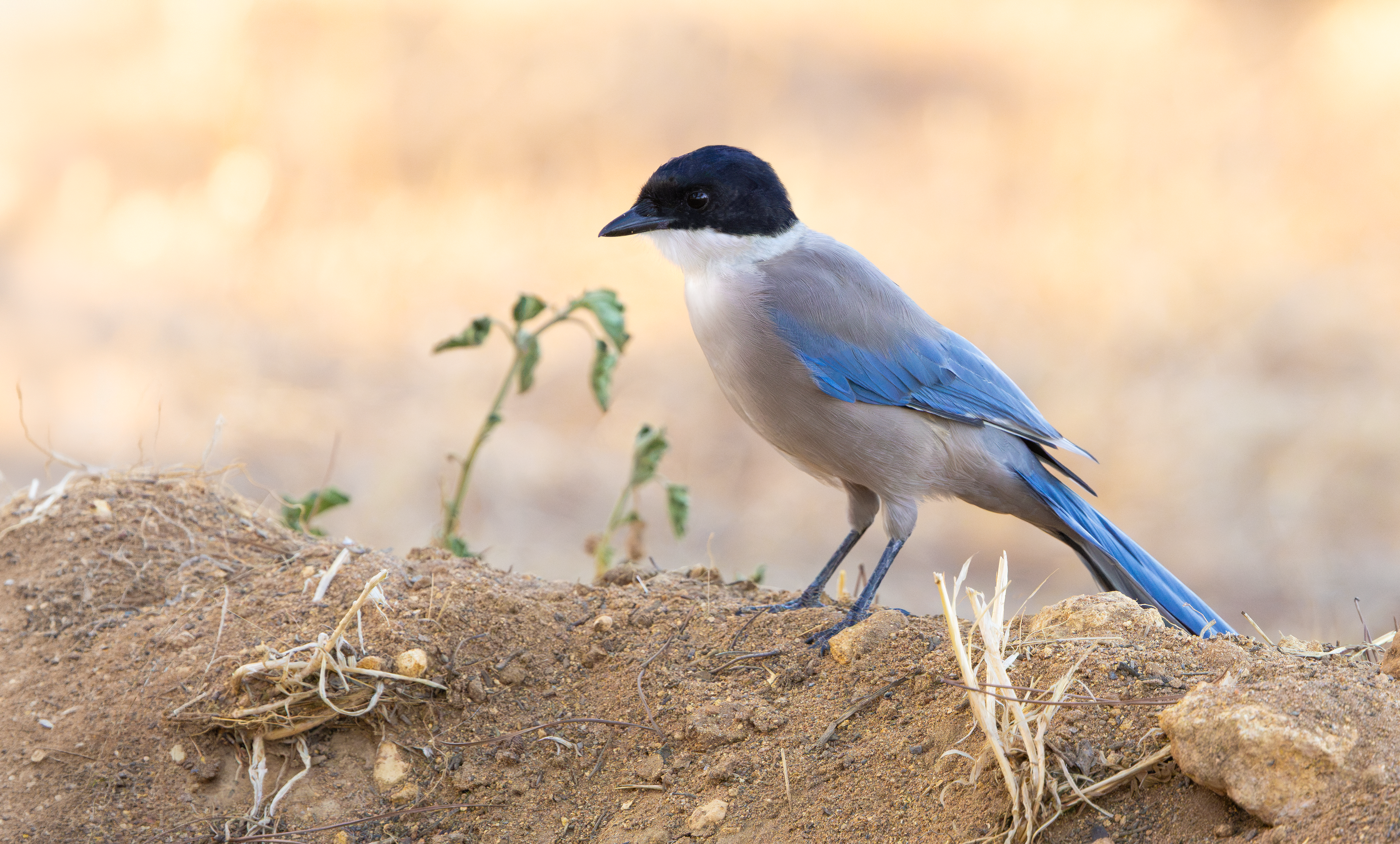 Iberian Magpie, Seville