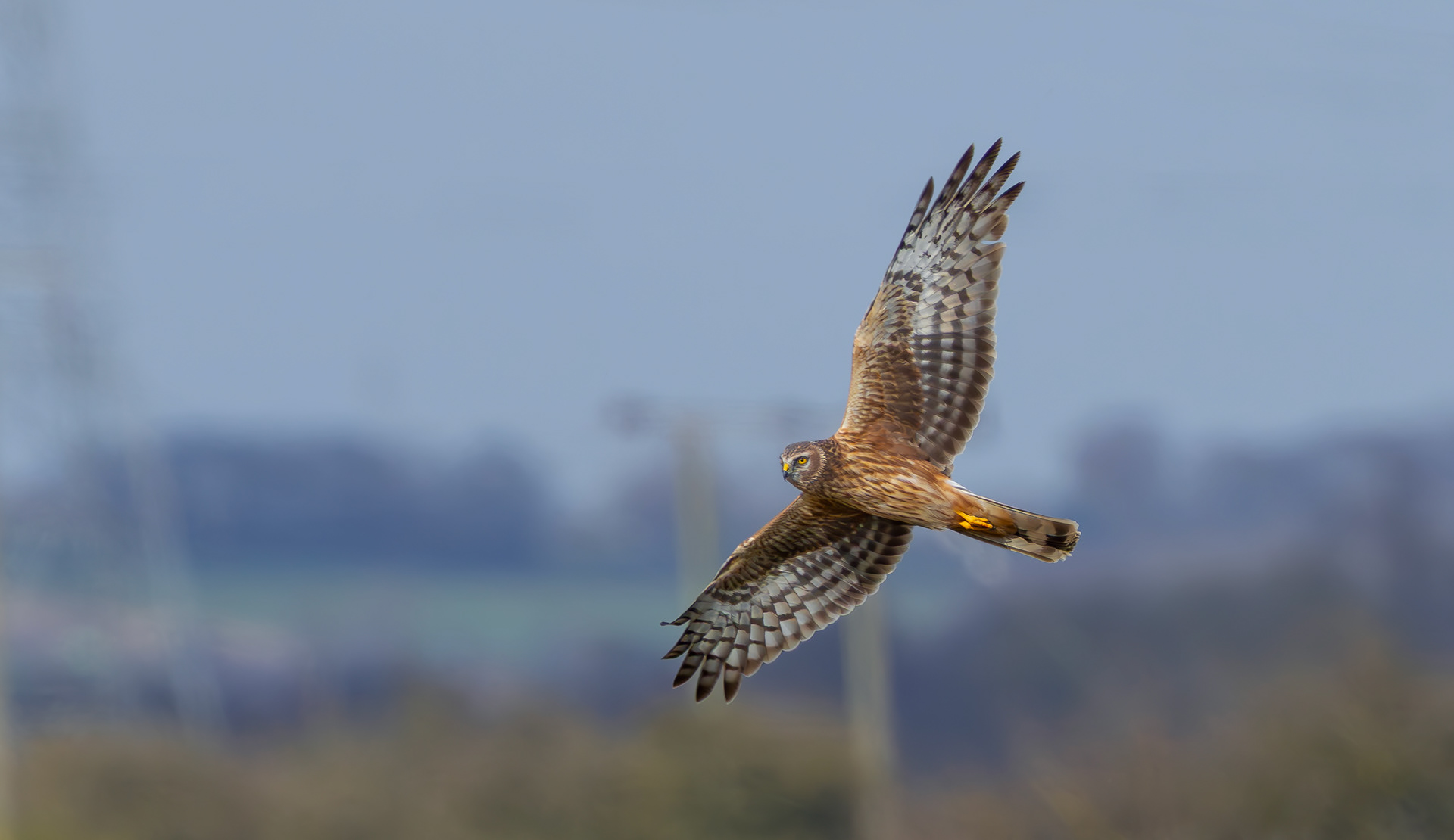 Hen Harrier, Lincolnshire
