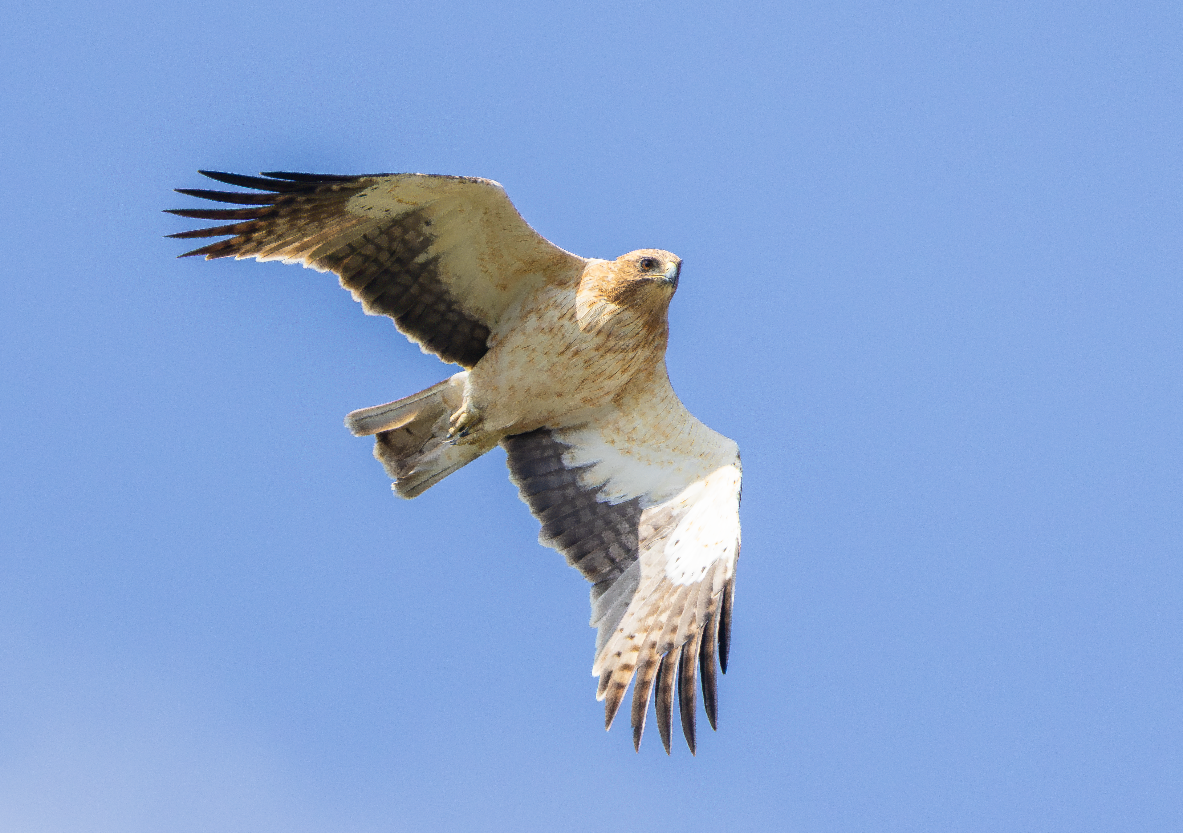 Booted Eagle