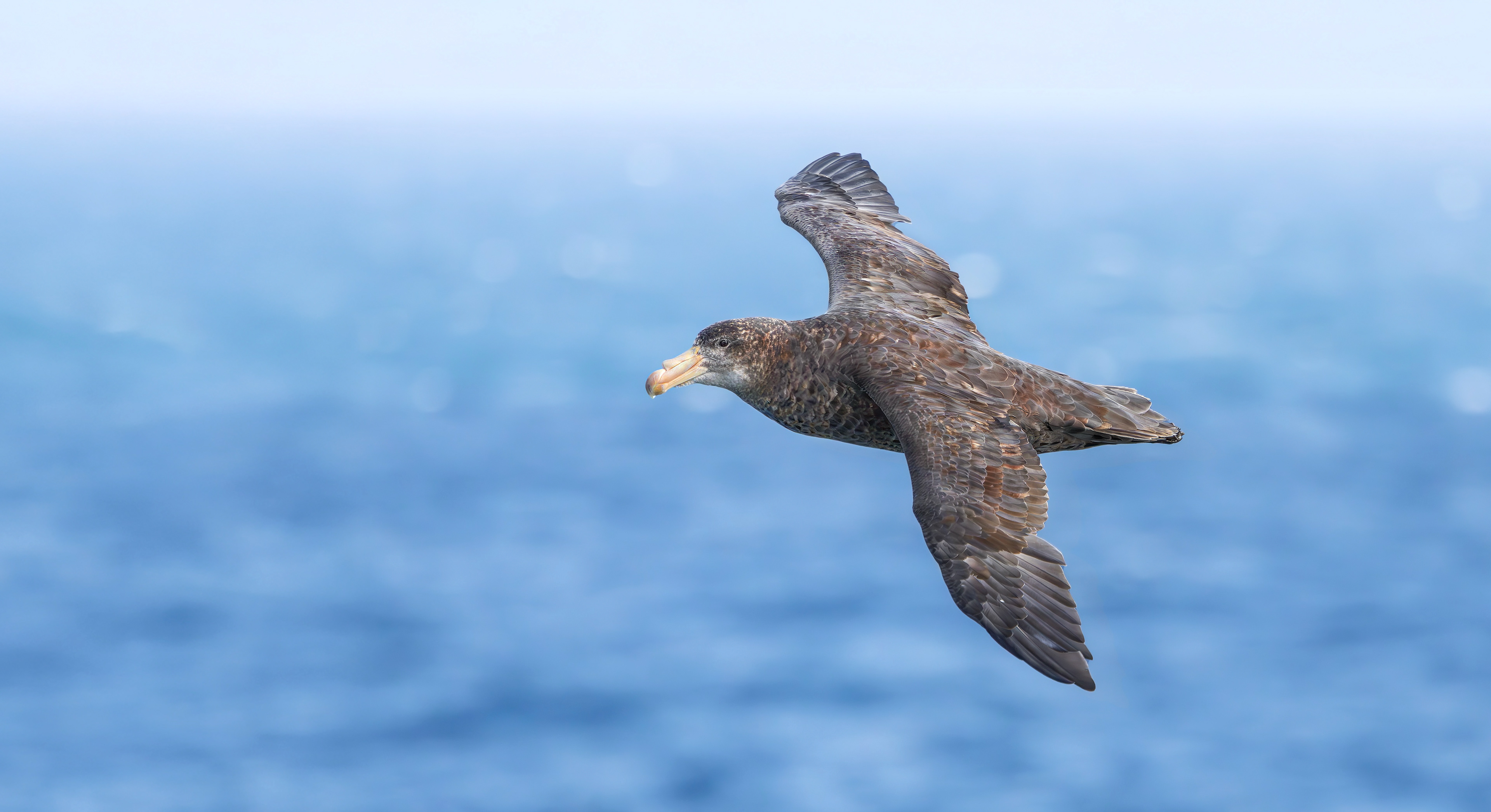 Northern Giant Petrel