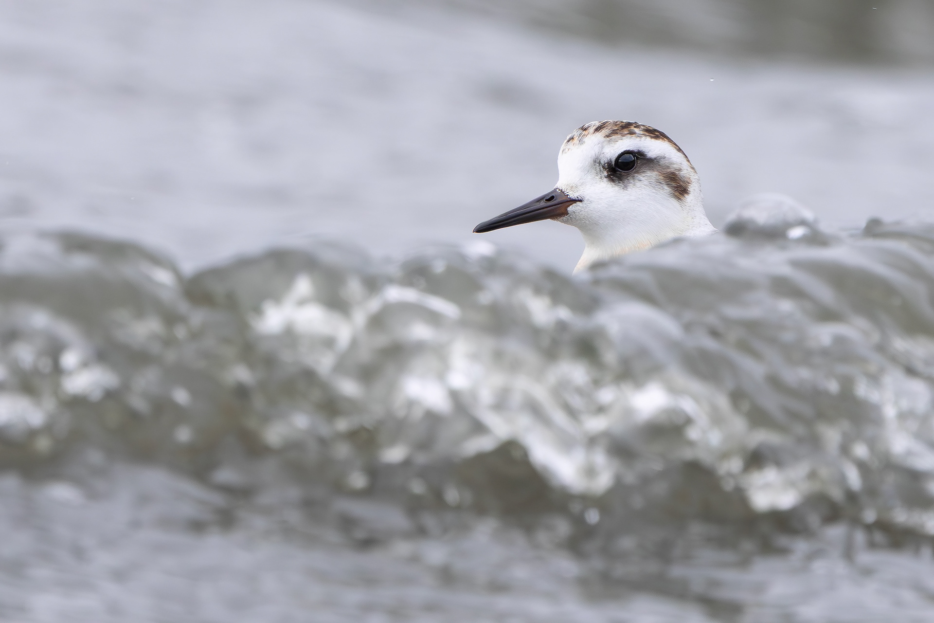 Grey Phalarope, Rutland Water, Leicestershire & Rutland