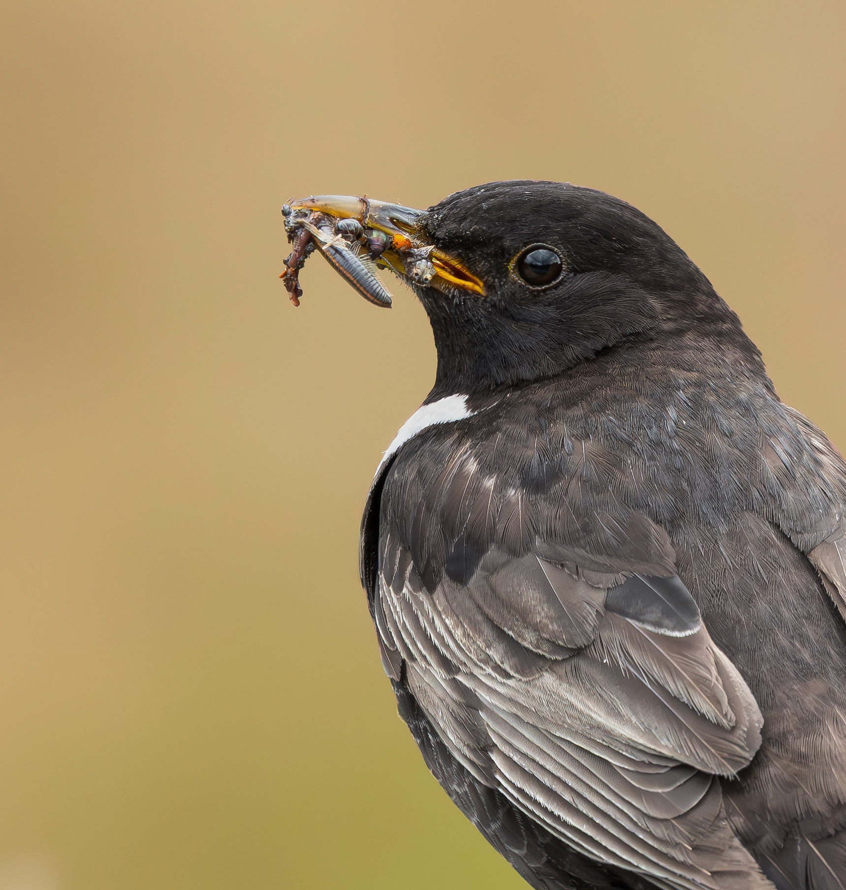 Ring Ouzel, Peak District