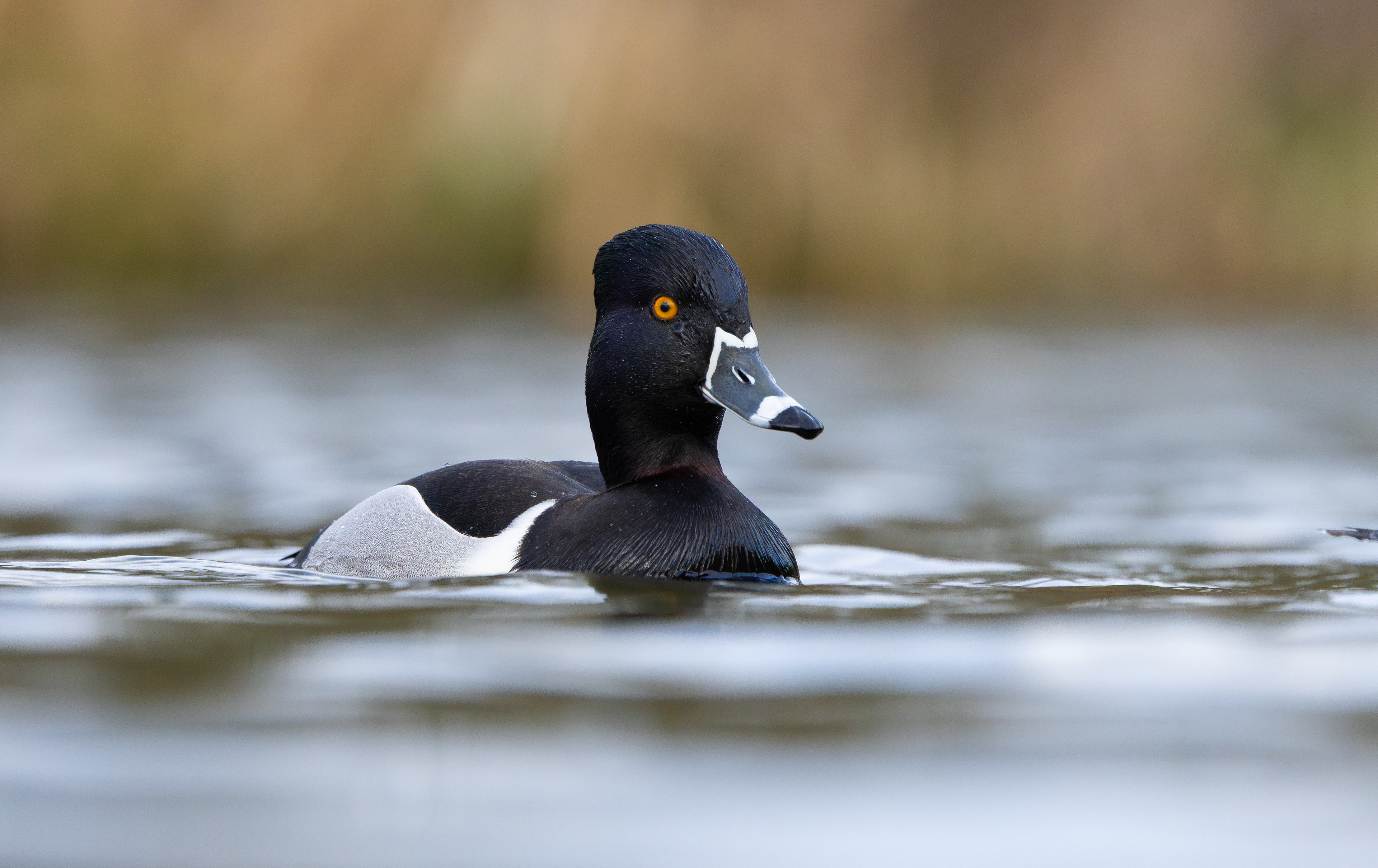 Ring-necked Duck, Codnor Park, Derbyshire