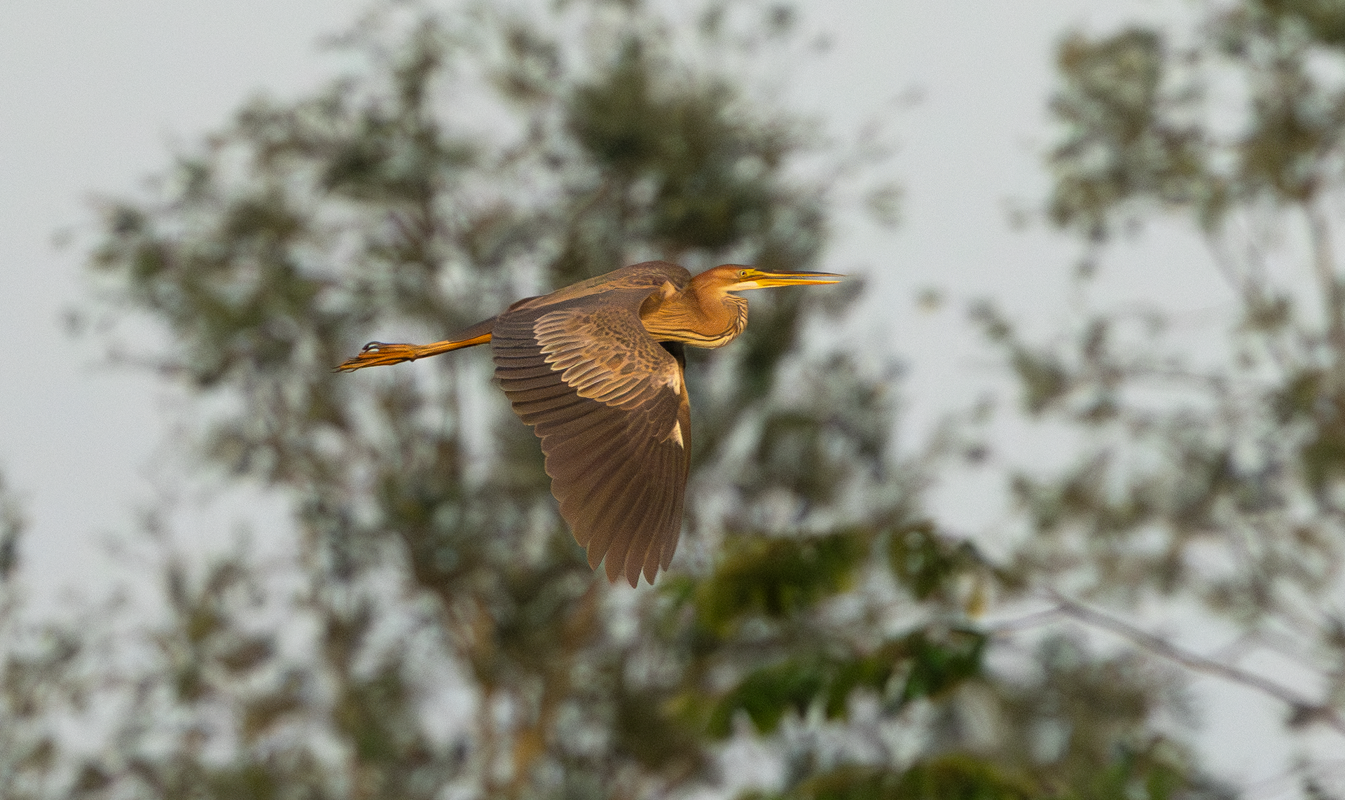 Purple Heron, Holme Pierrepont, Nottinghamshire