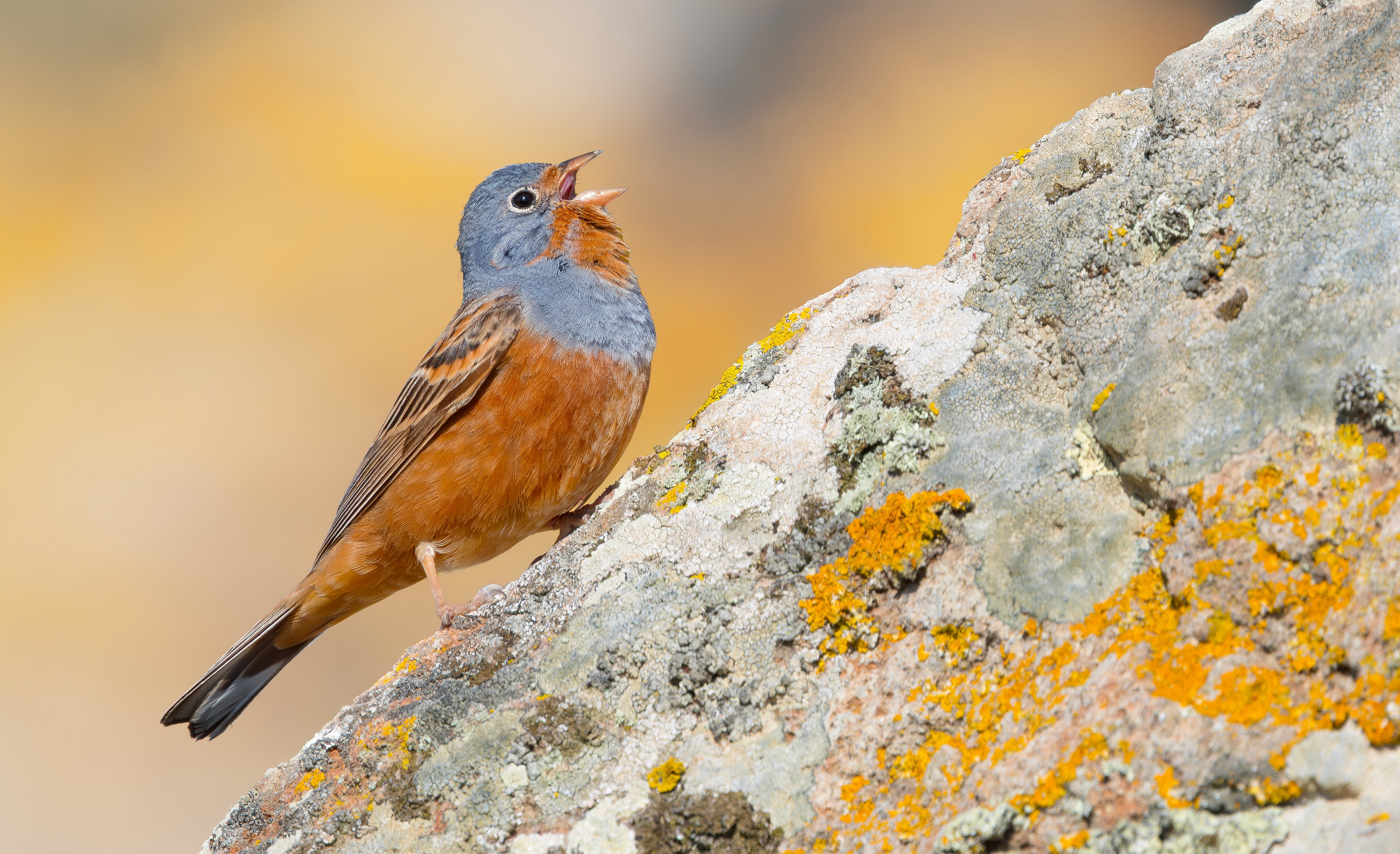 Cretzschmar's Bunting, Lesvos