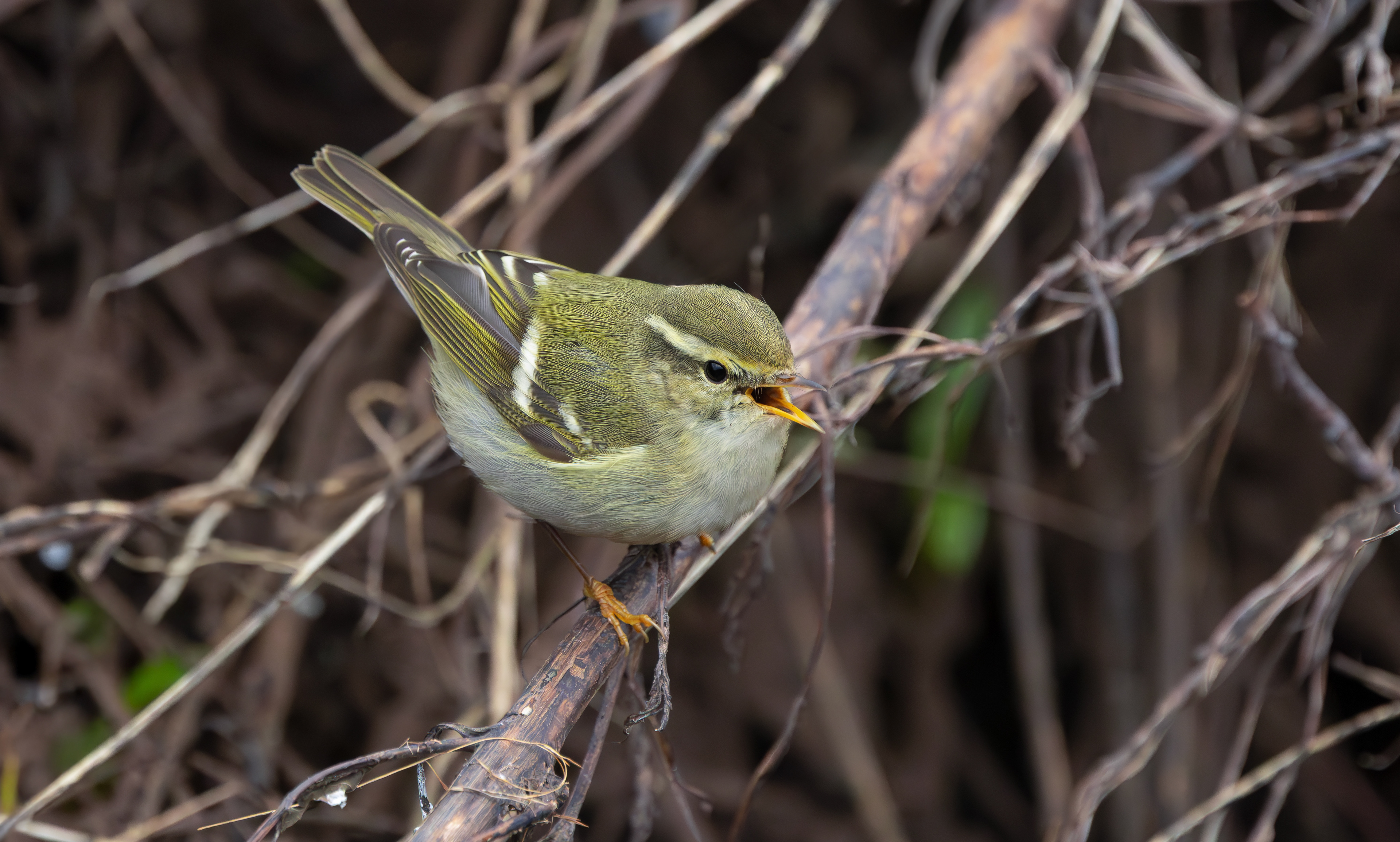 Yellow-browed Warbler, Hurley, Warwickshire