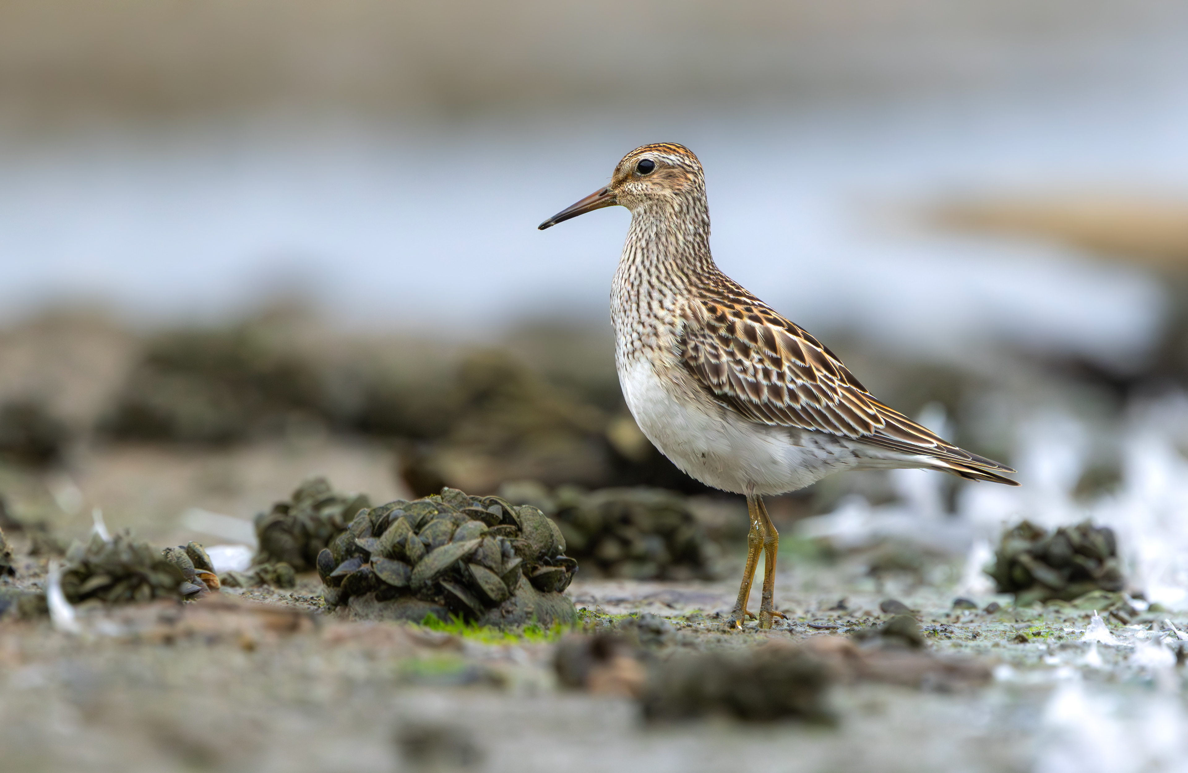 Pectoral Sandpiper, Hollowell Reservoir, Northamptonshire