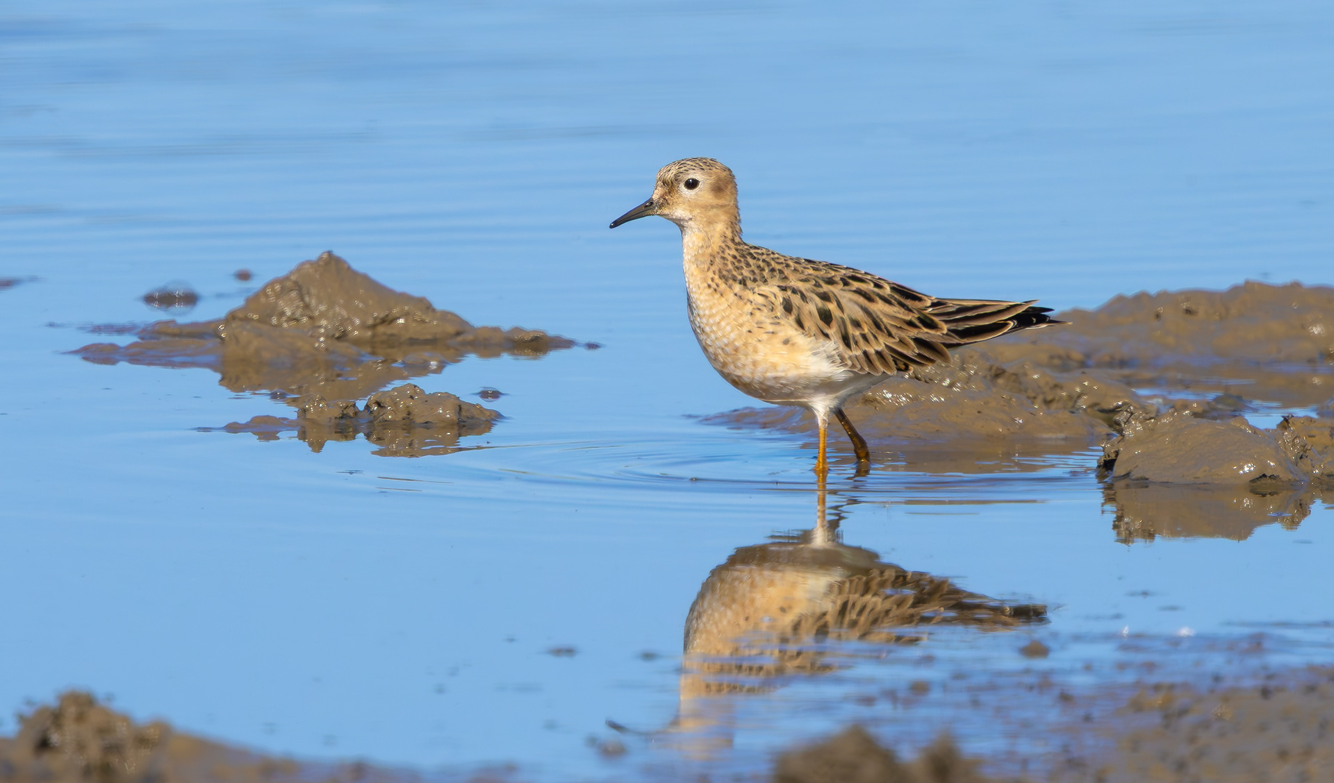Buff-breasted Sandpiper, Halton Marshes, Lincolnshire