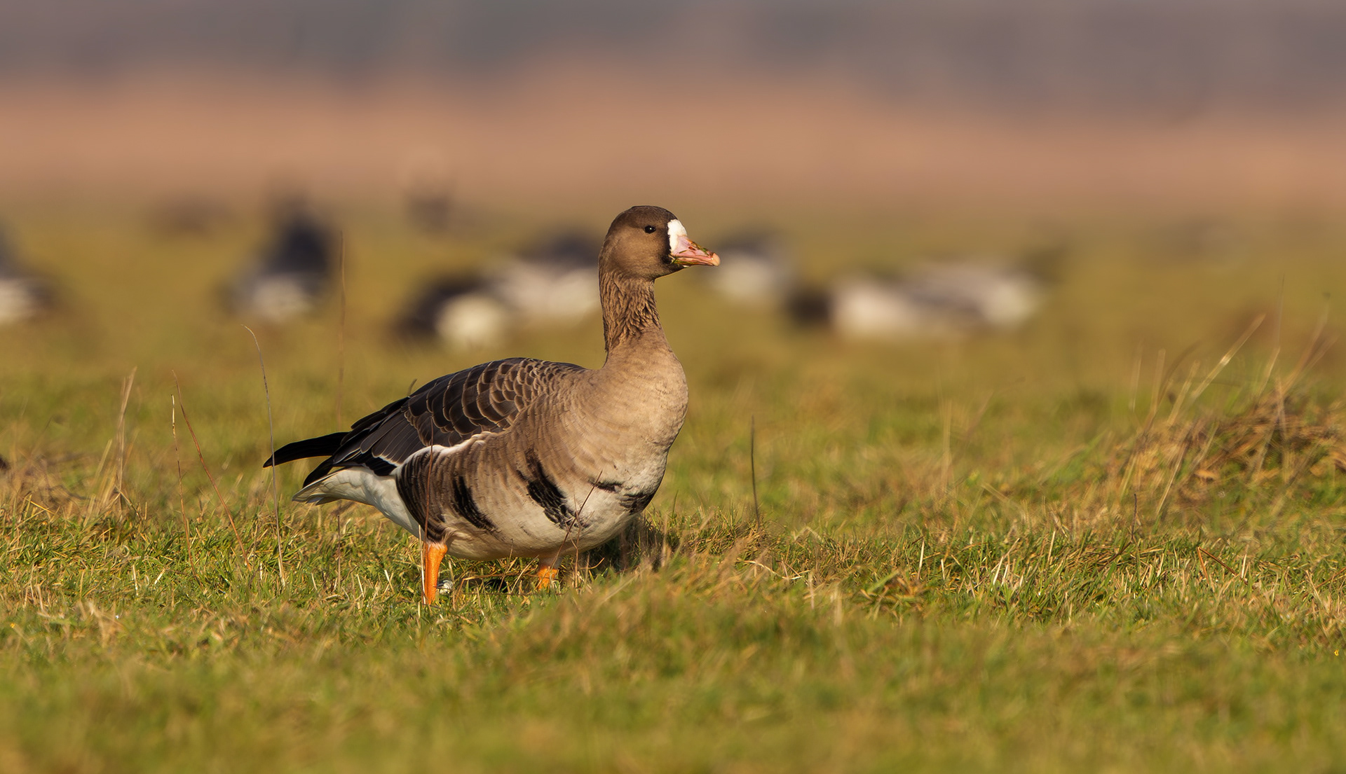 Russian White-fronted Goose, Texel