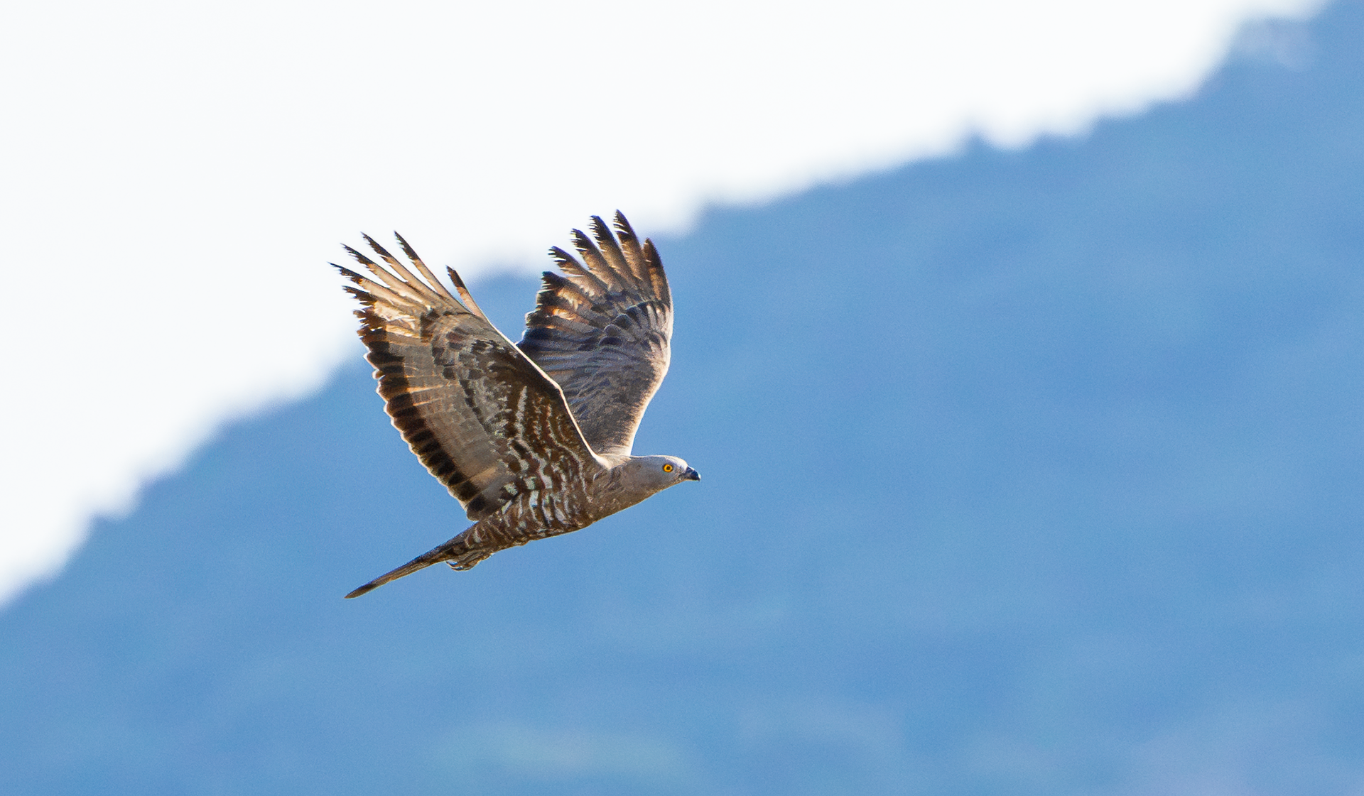 European Honey Buzzard