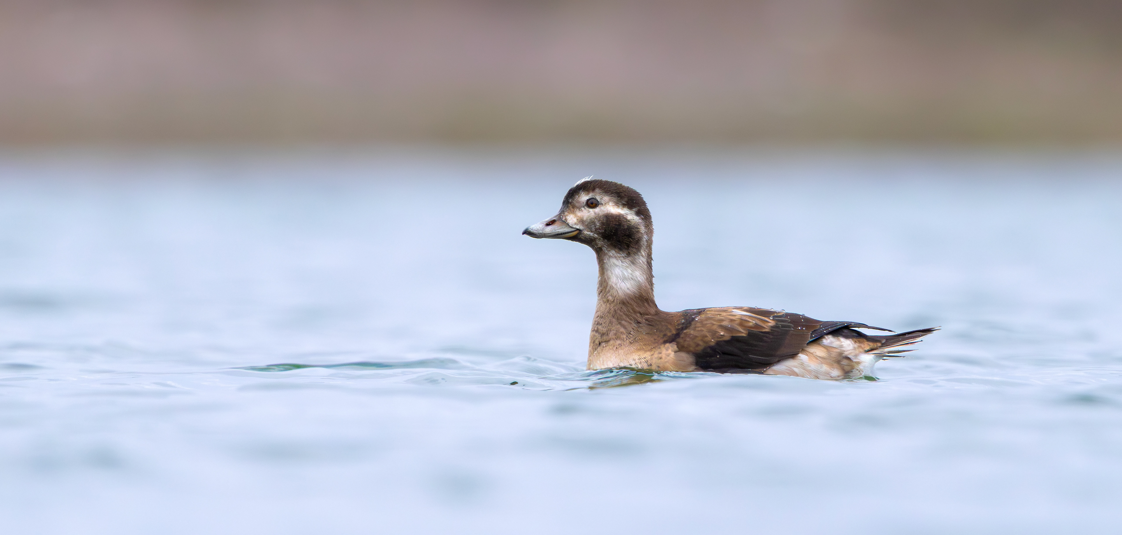 Long-tailed Duck, Kilvington Lakes, Nottinghamshire