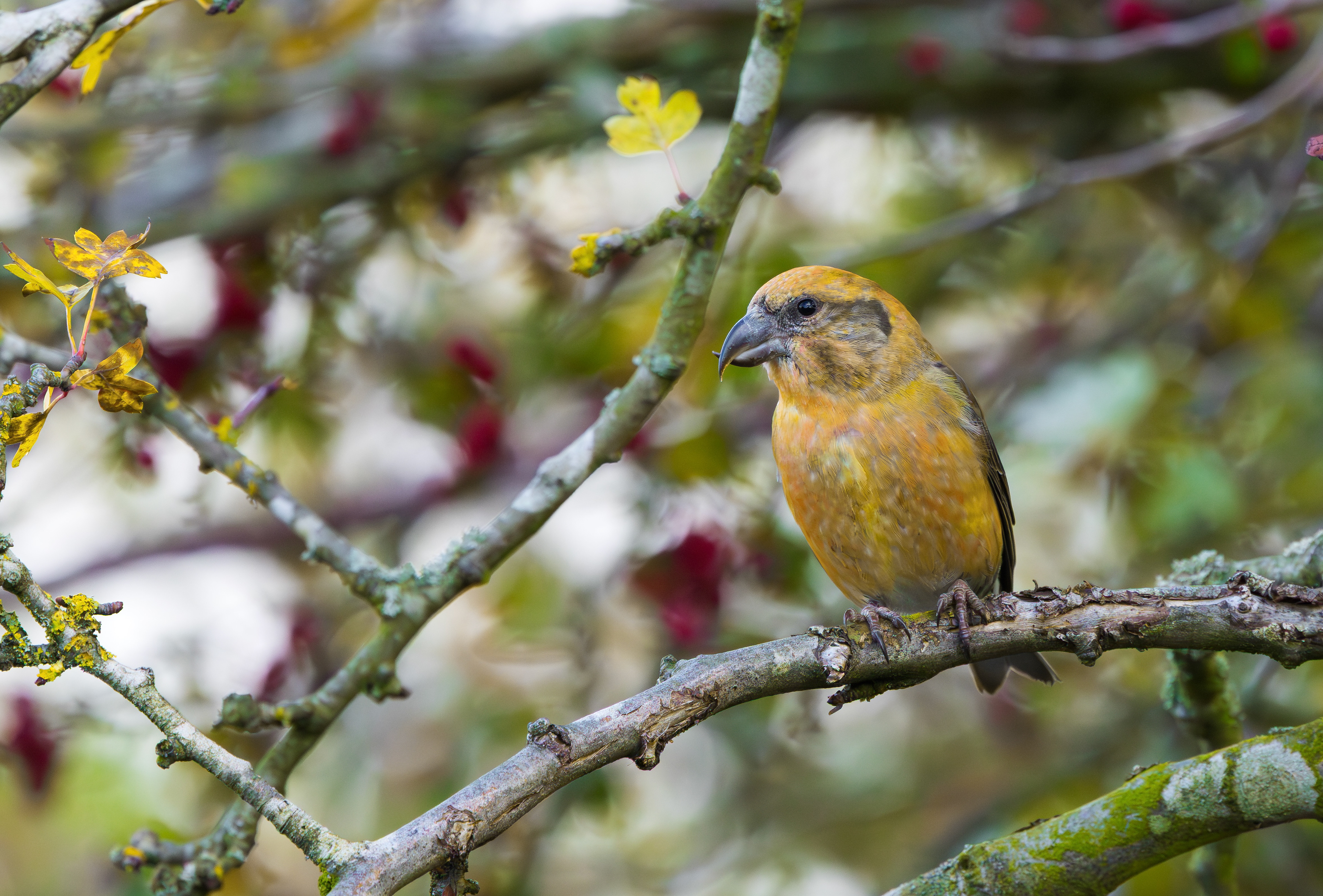 Common Crossbill, Nottinghamshire