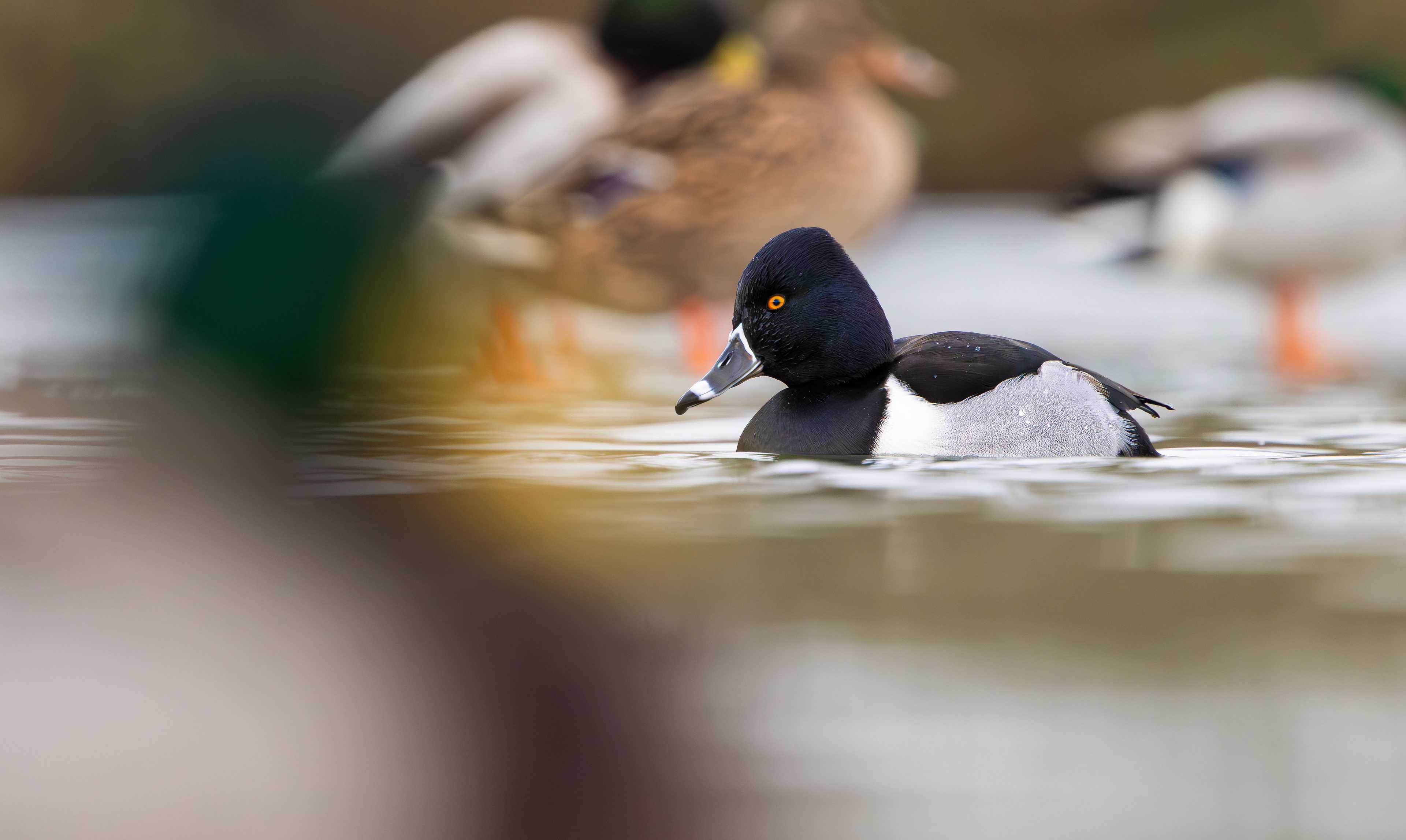 Ring-necked Duck, Straw's Bridge, Derbyshire