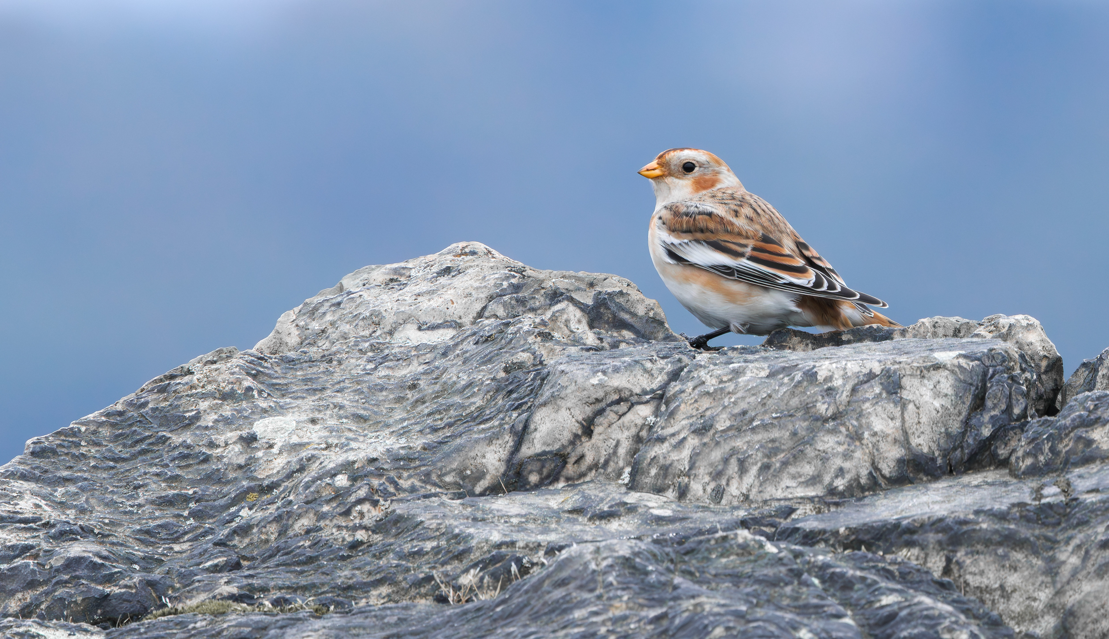 Snow Bunting, Beacon Hill, Leicestershire