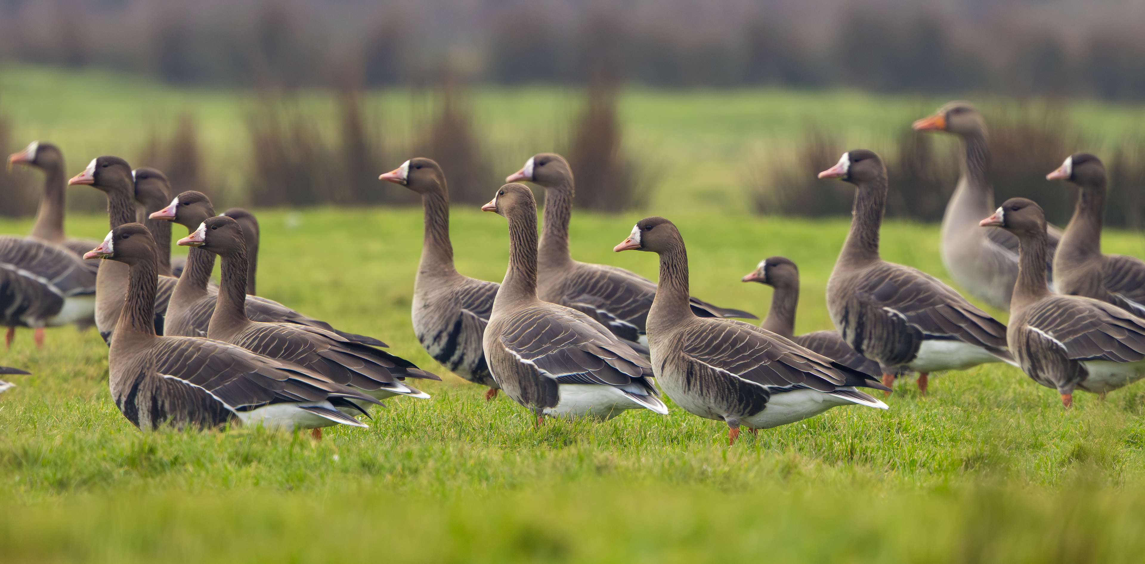 Russian White-fronted Geese, Texel