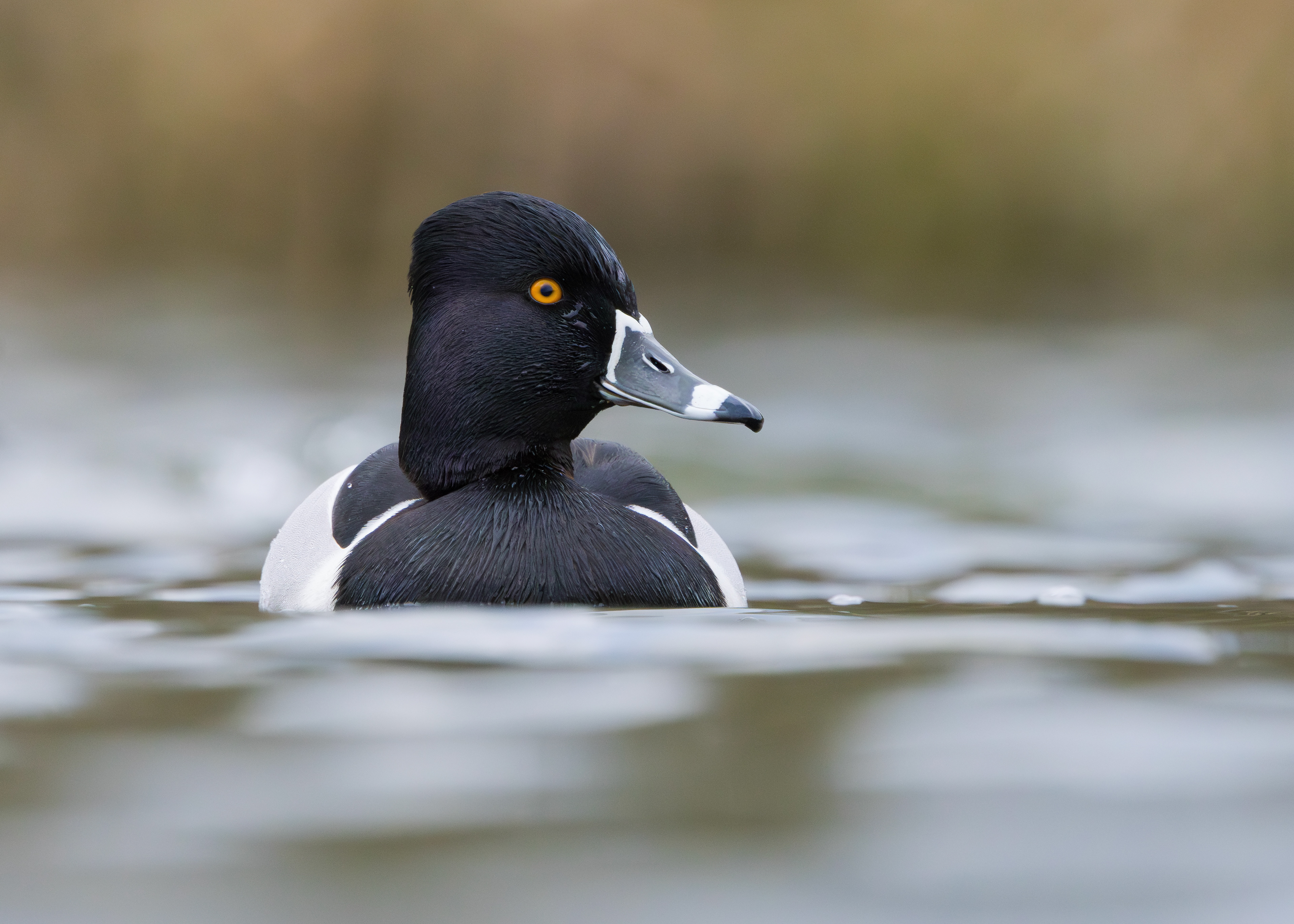 Ring-necked Duck, Codnor Park, Derbyshire