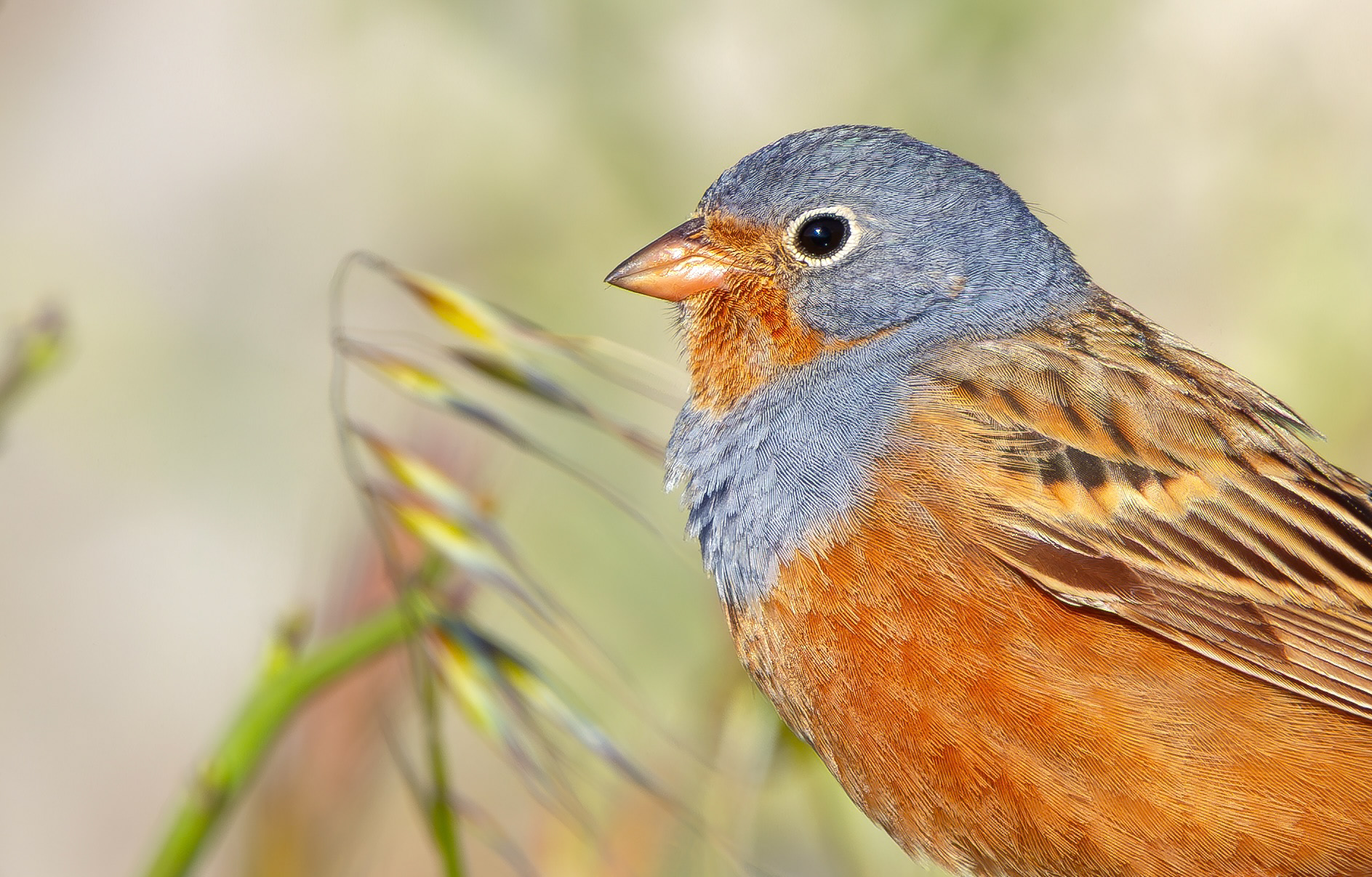 Cretzschmar's Bunting