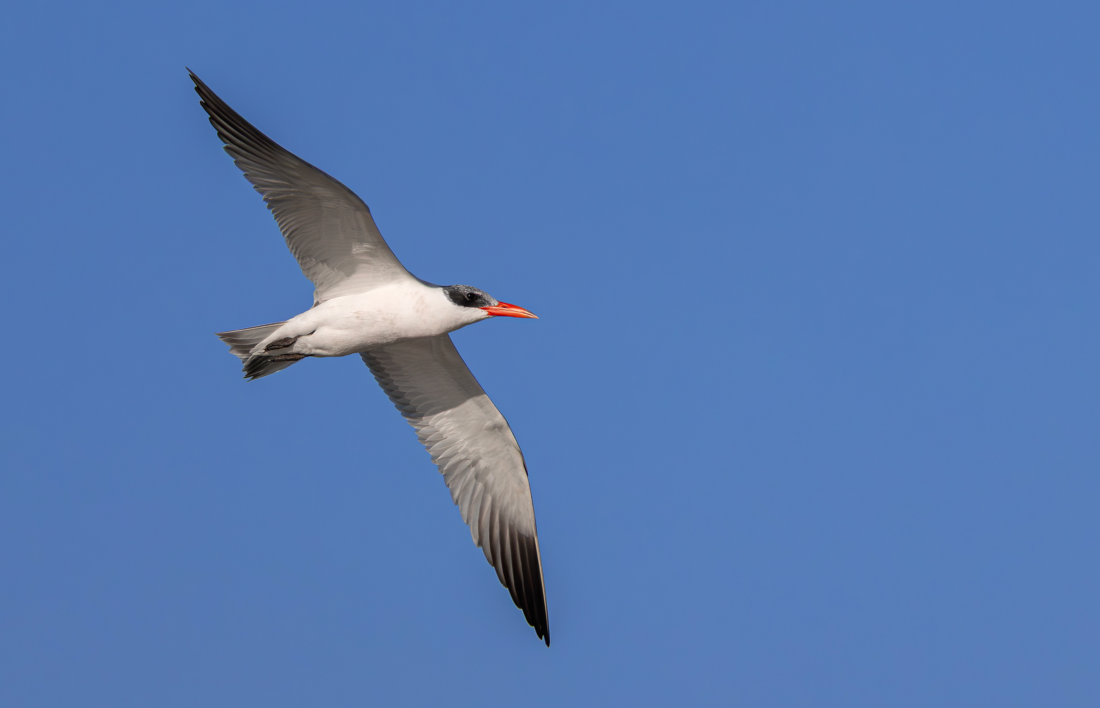 Caspian Tern, Holme Pierrepont, Nottinghamshire