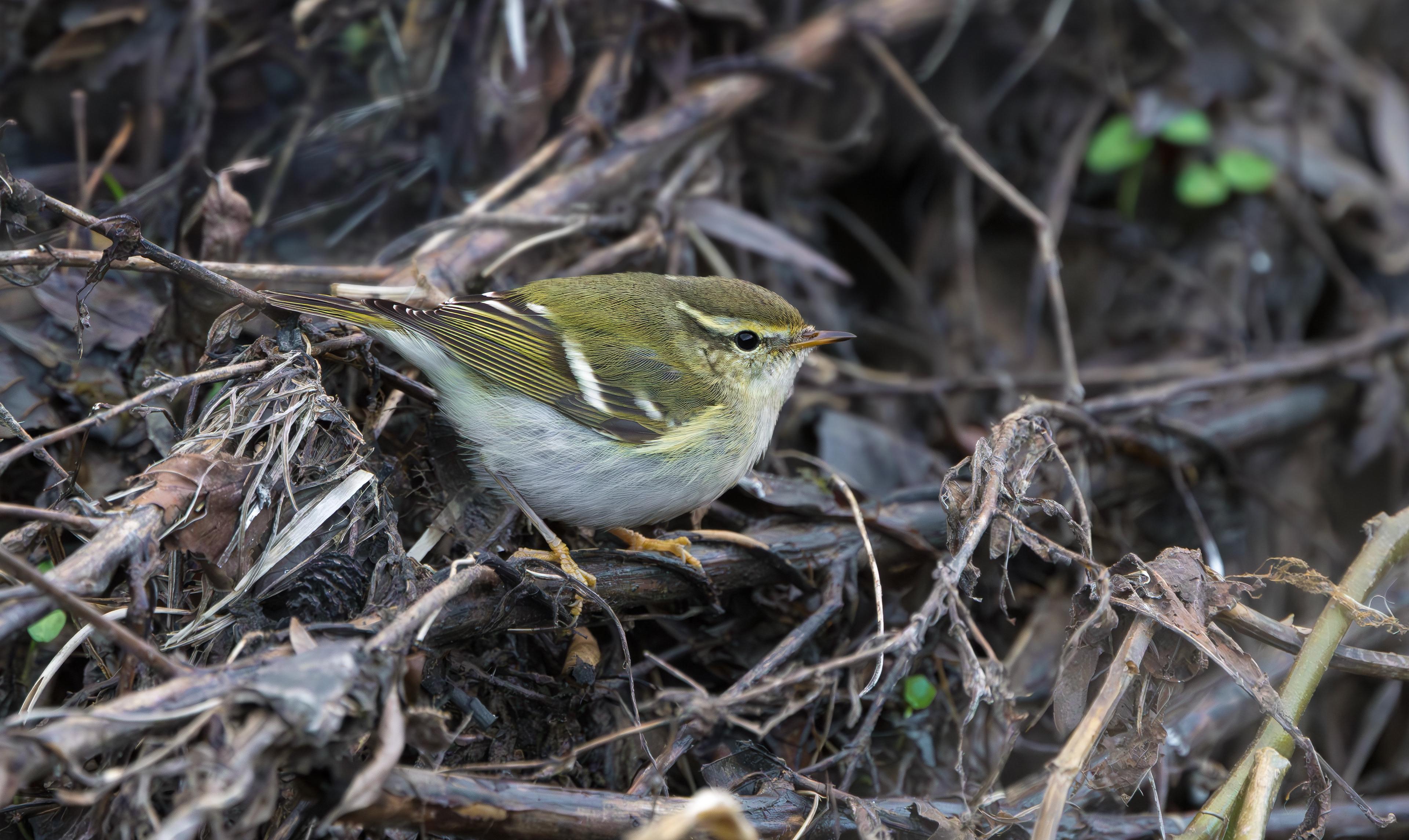 Yellow-browed Warbler, Hurley, Warwickshire