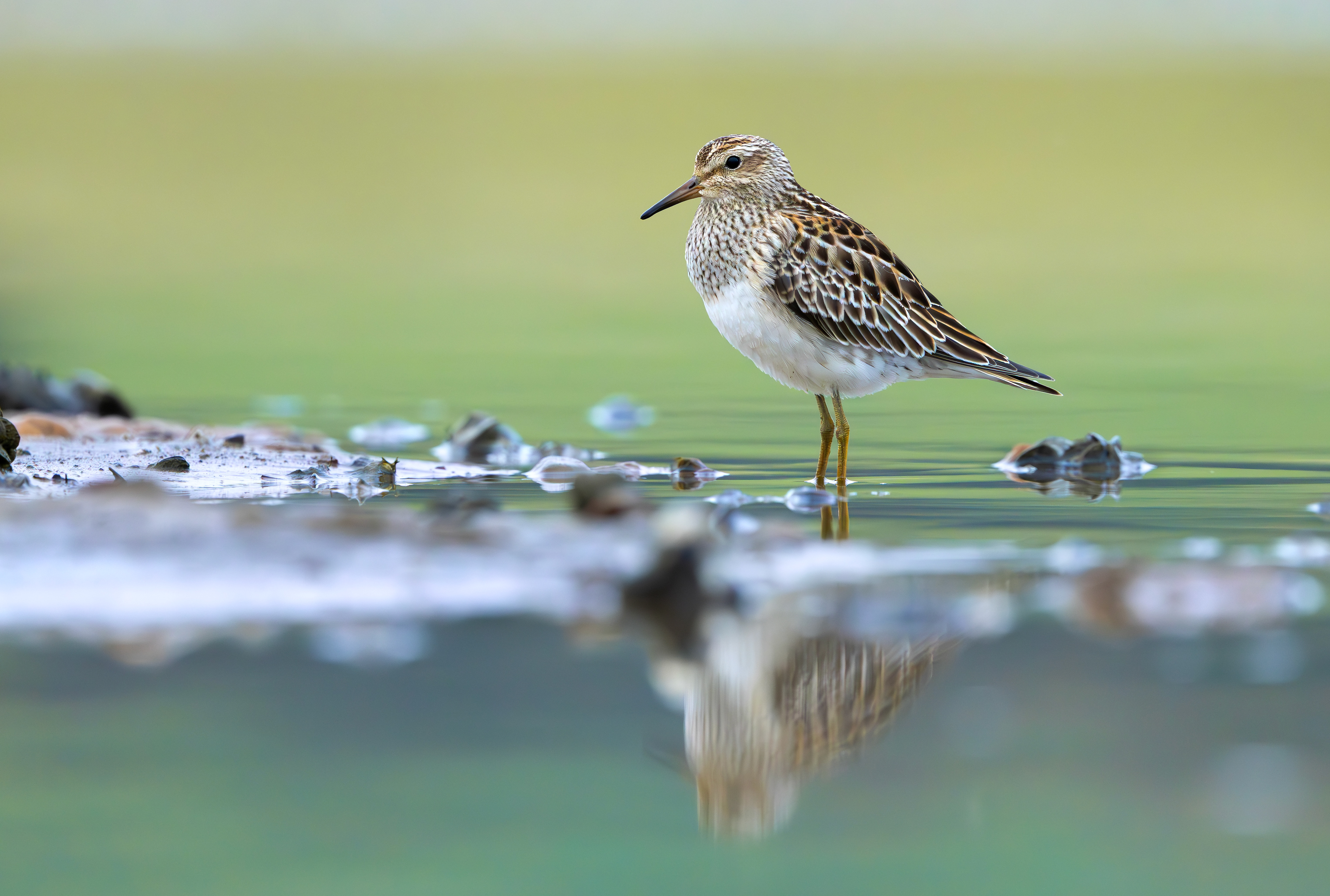 Pectoral Sandpiper, Hollowell Reservoir, Northamptonshire