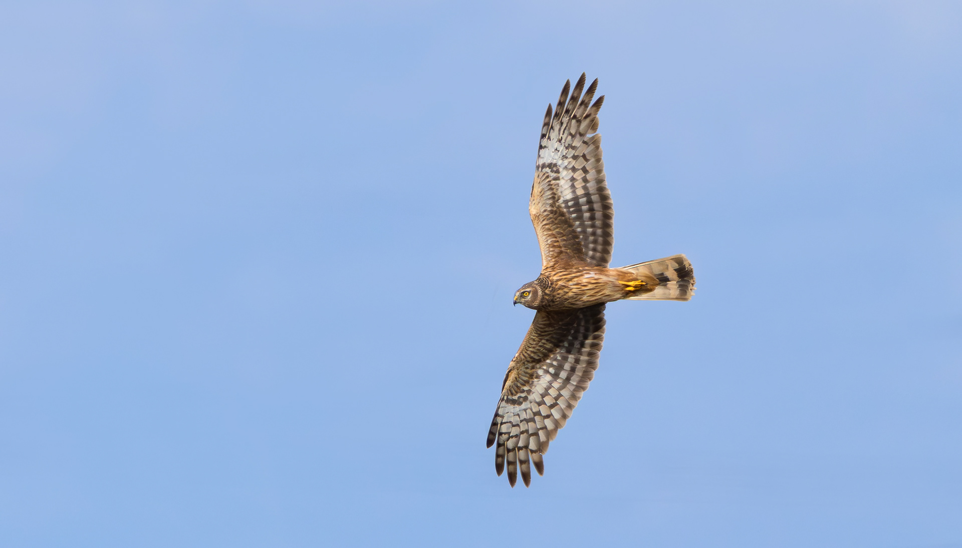 Hen Harrier, Lincolnshire