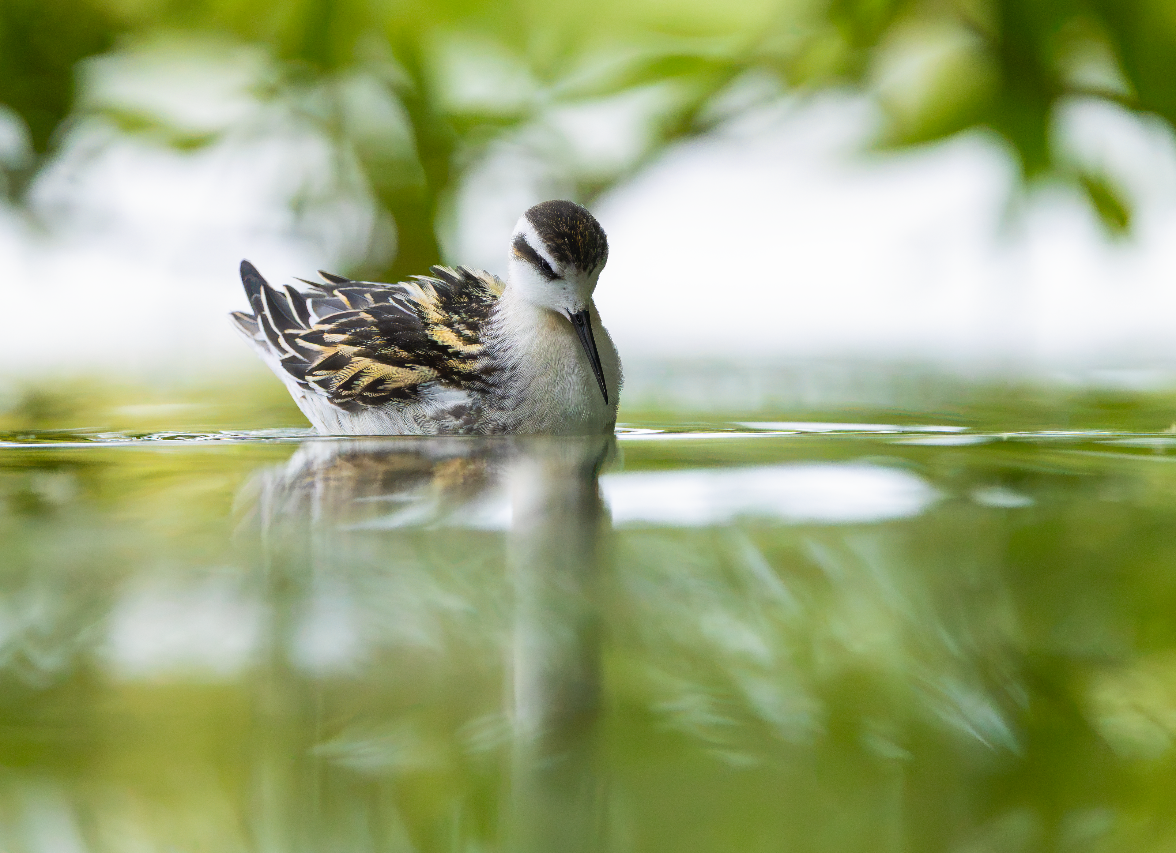 Red-necked Phalarope, Kingsbury Water Park, Warwickshire