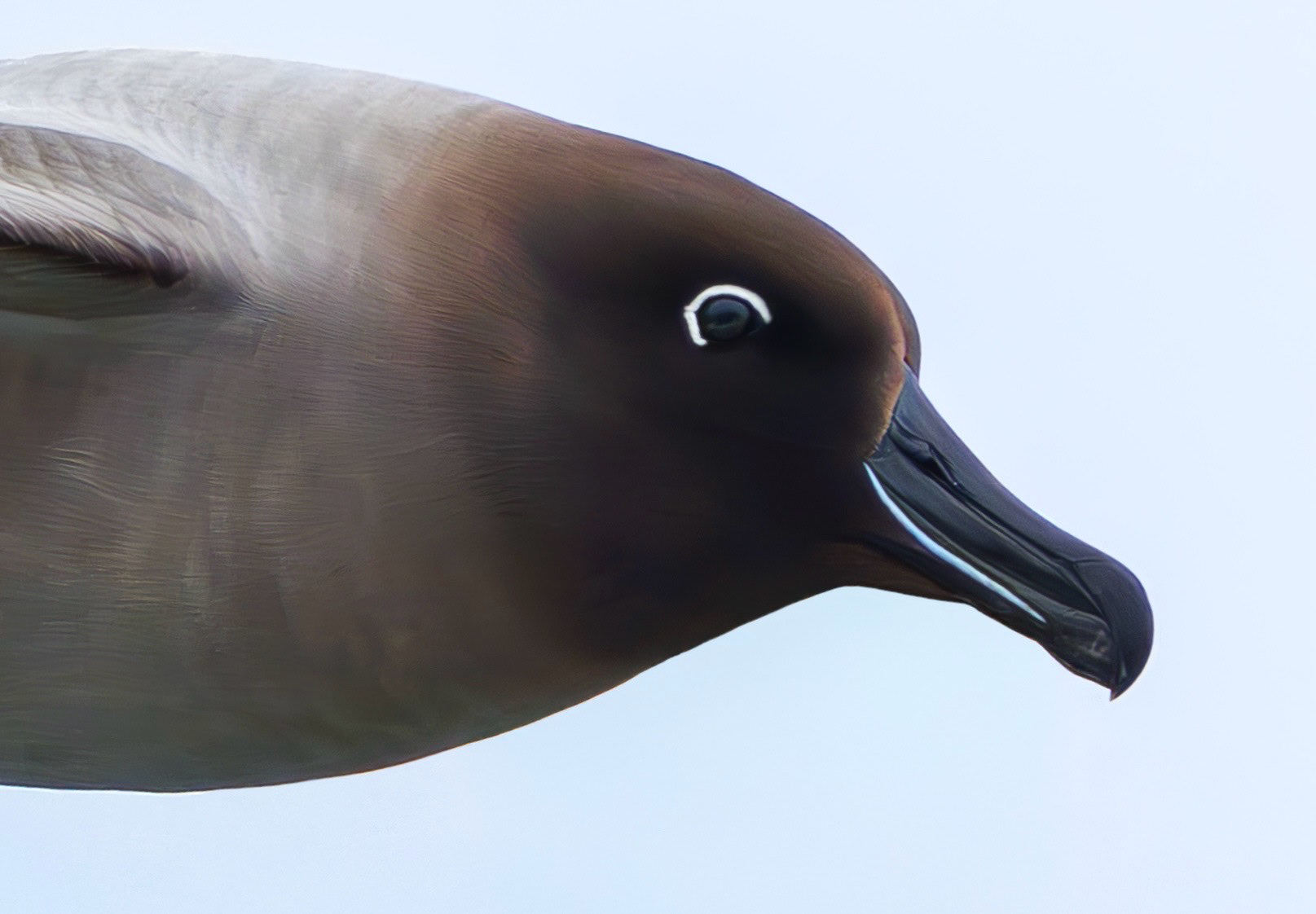 Light-mantled Albatross