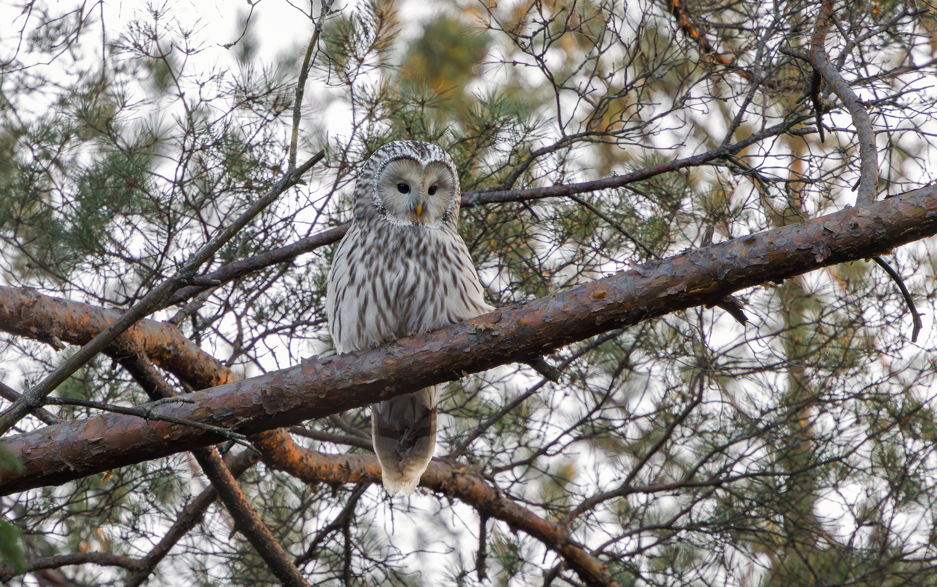 Ural Owl