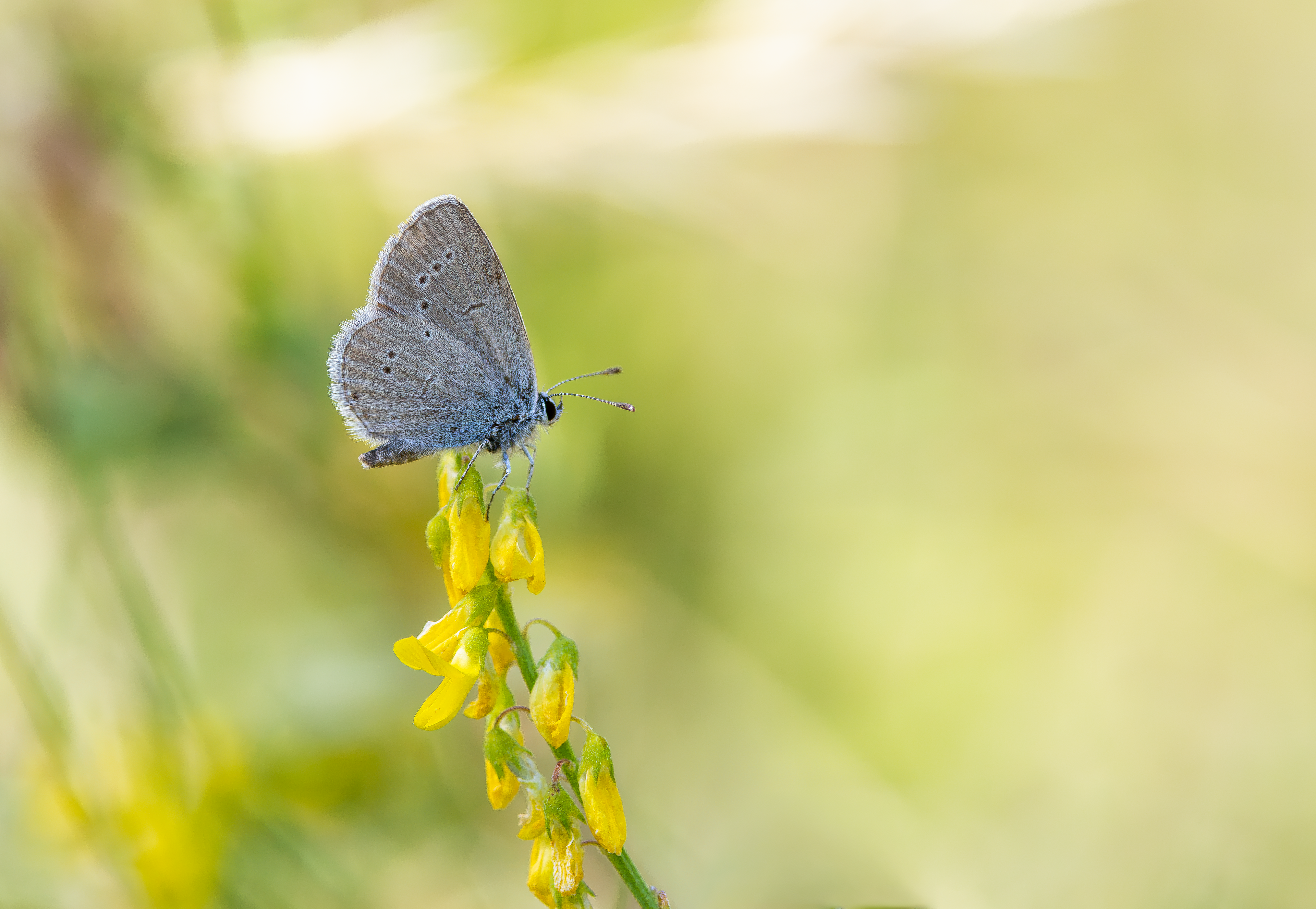 Small Blue, Pitstone Quarry, Buckinghamshire