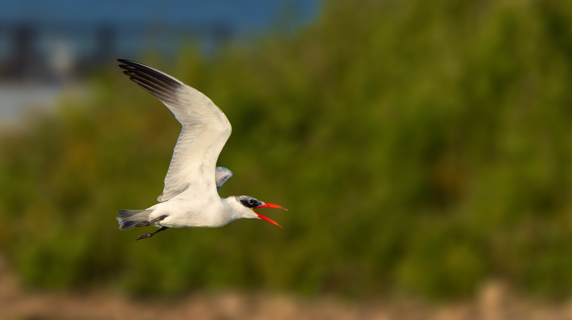 Caspian Tern, Holme Pierrepont, Nottinghamshire
