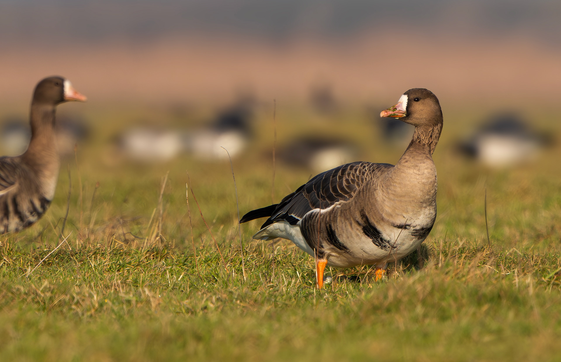 Russian White-fronted Geese, Texel