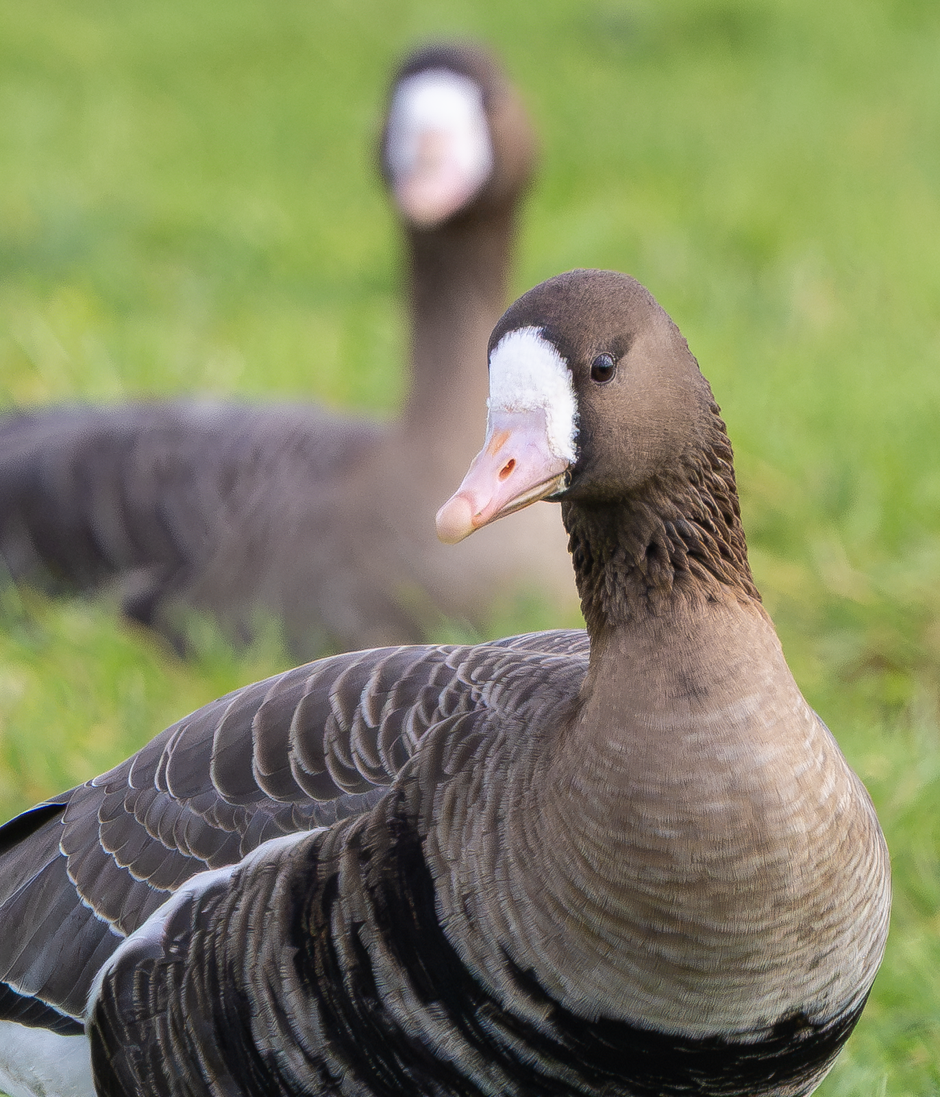 Russian White-fronted Goose, Girton Pits, Nottinghamshire