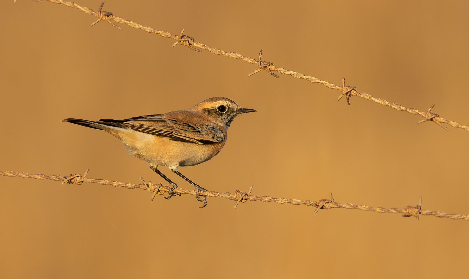 Western Black-eared Wheatear, Santuario Valley
