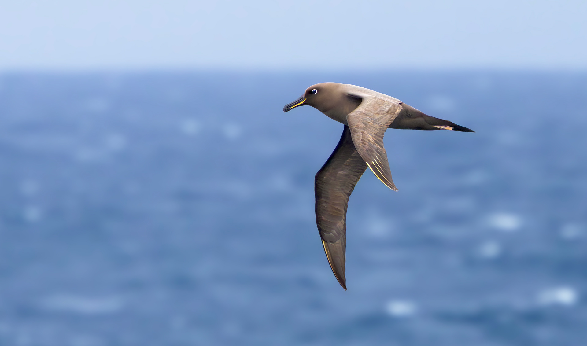 Sooty Albatross