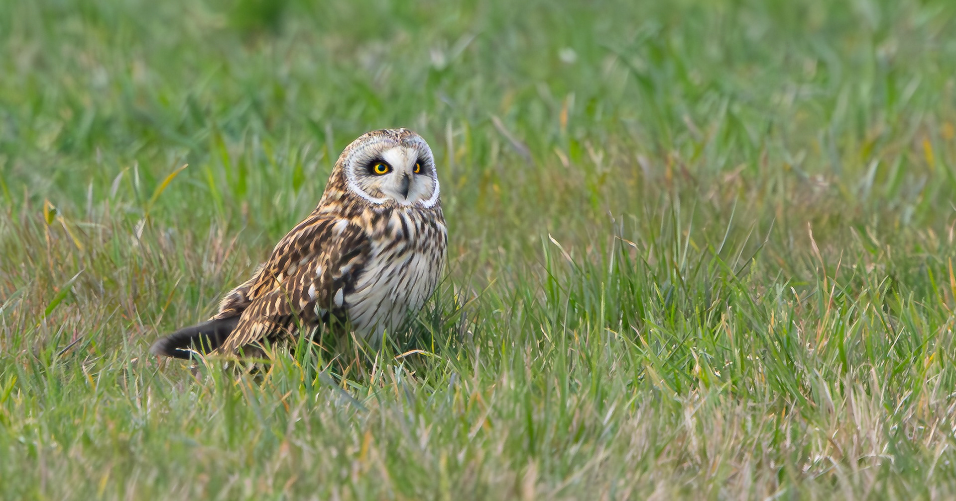 Short-eared Owl, Lincolnshire