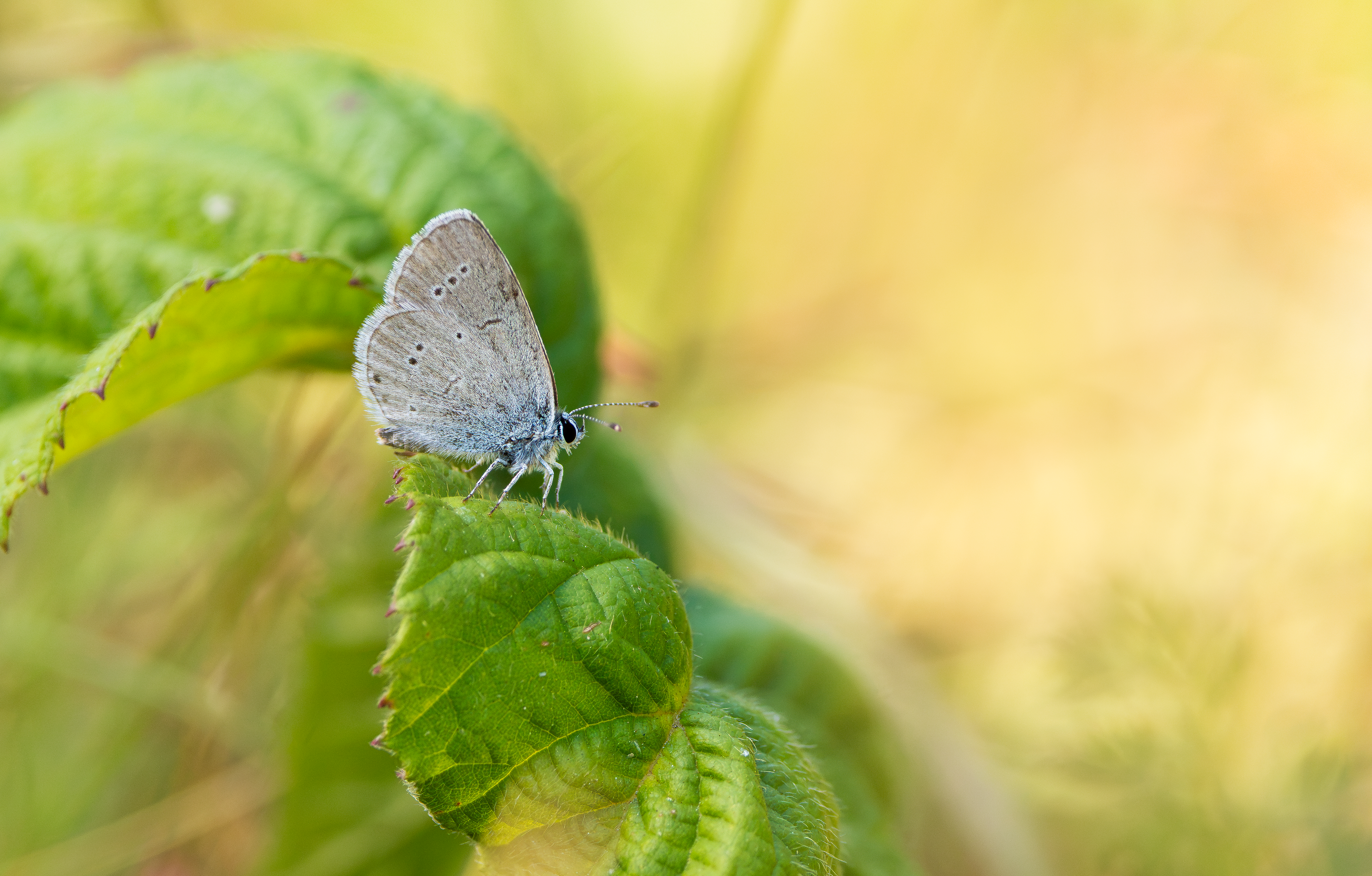 Small Blue, Pitstone Quarry, Buckinghamshire