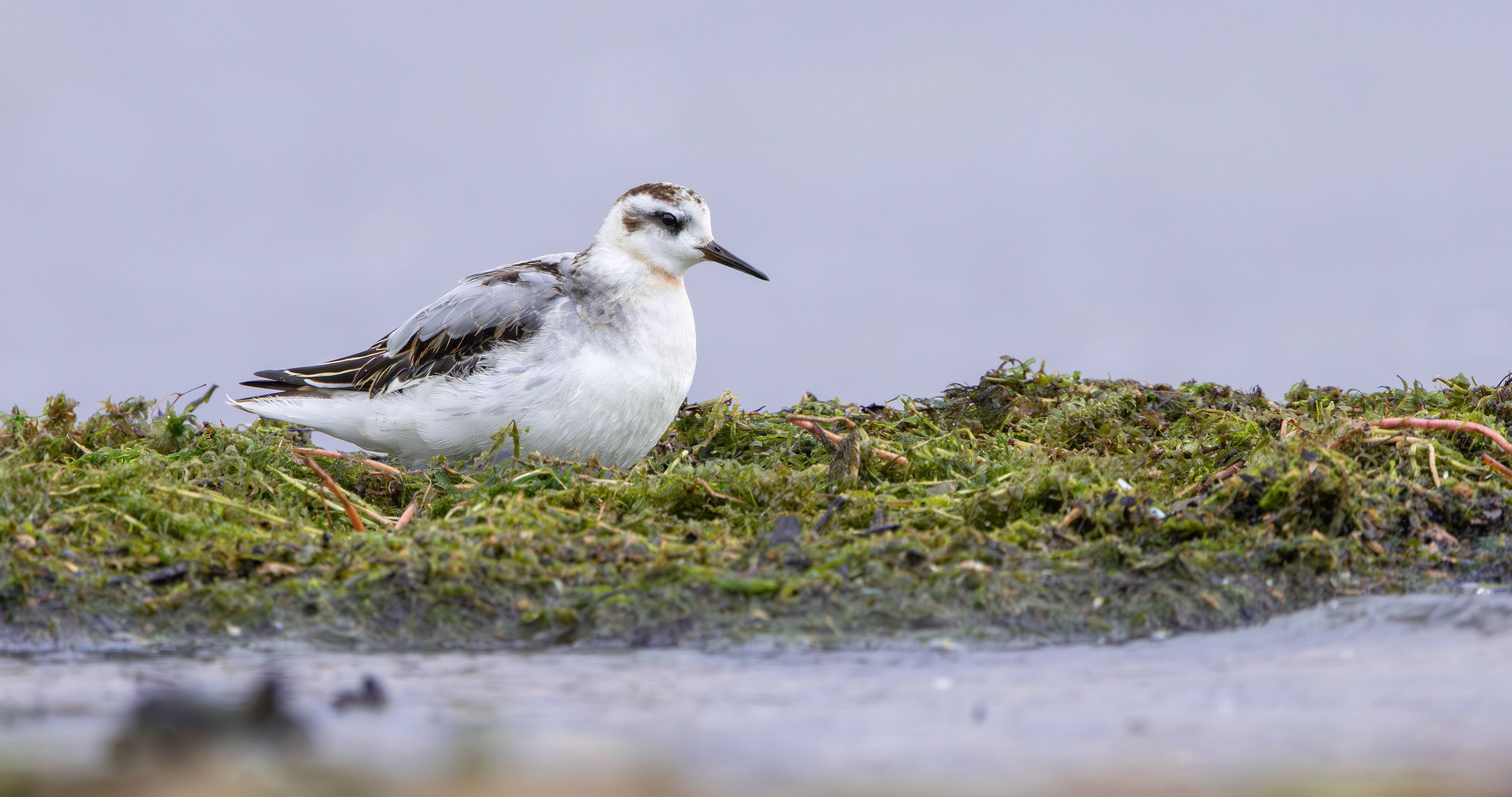 Grey Phalarope, Rutland Water, Leicestershire & Rutland