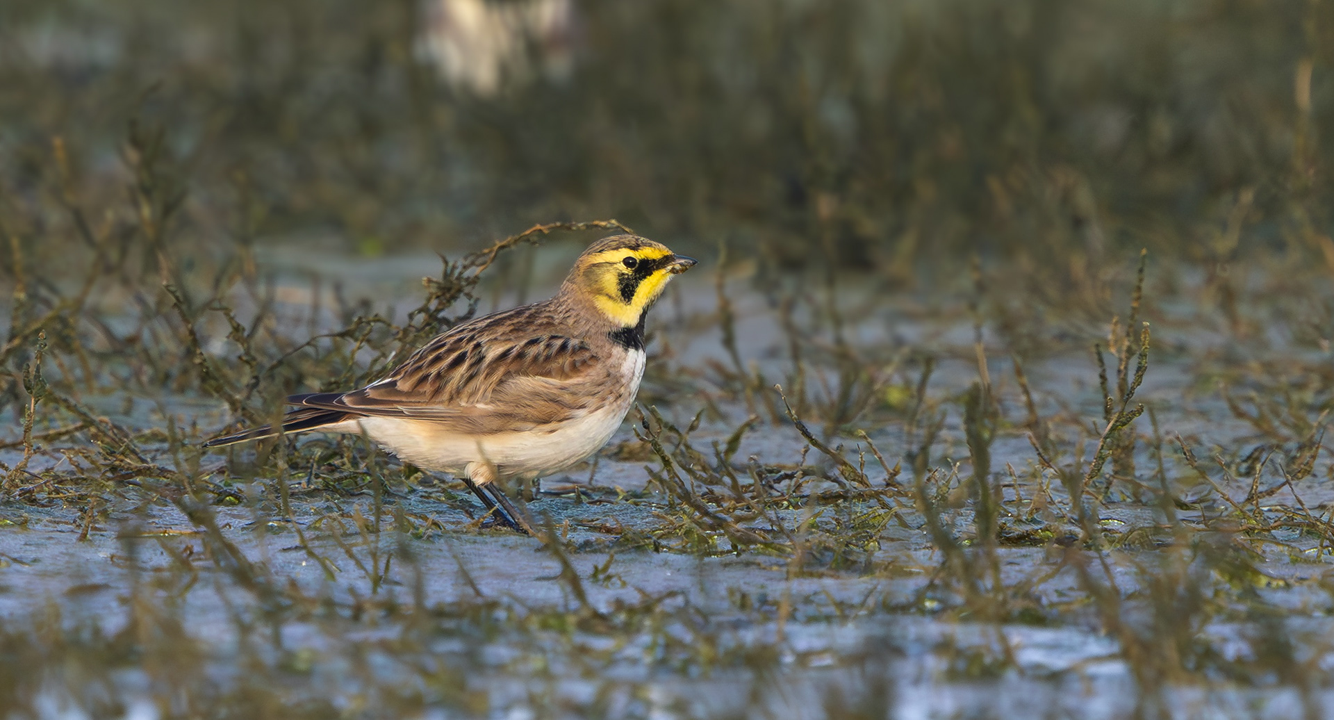 Shore Lark, De Slufter