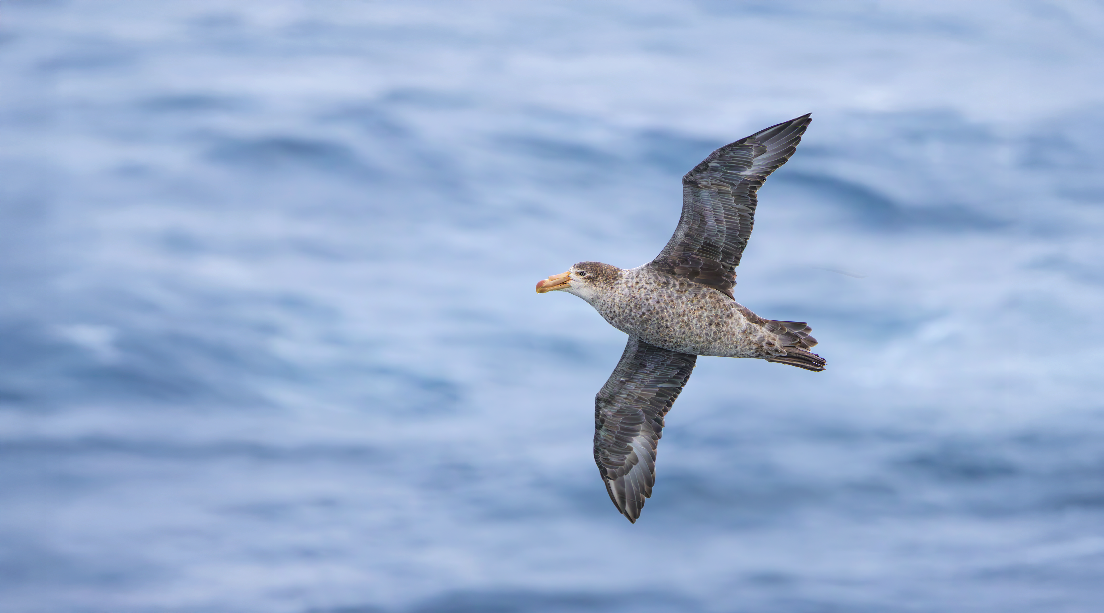 Northern Giant Petrel
