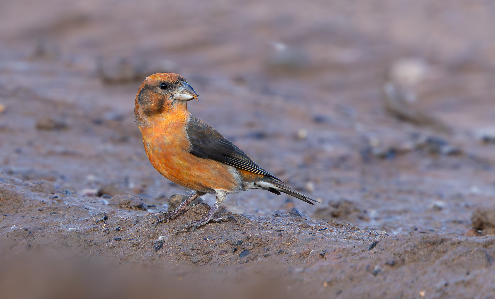 Common Crossbill, Nottinghamshire