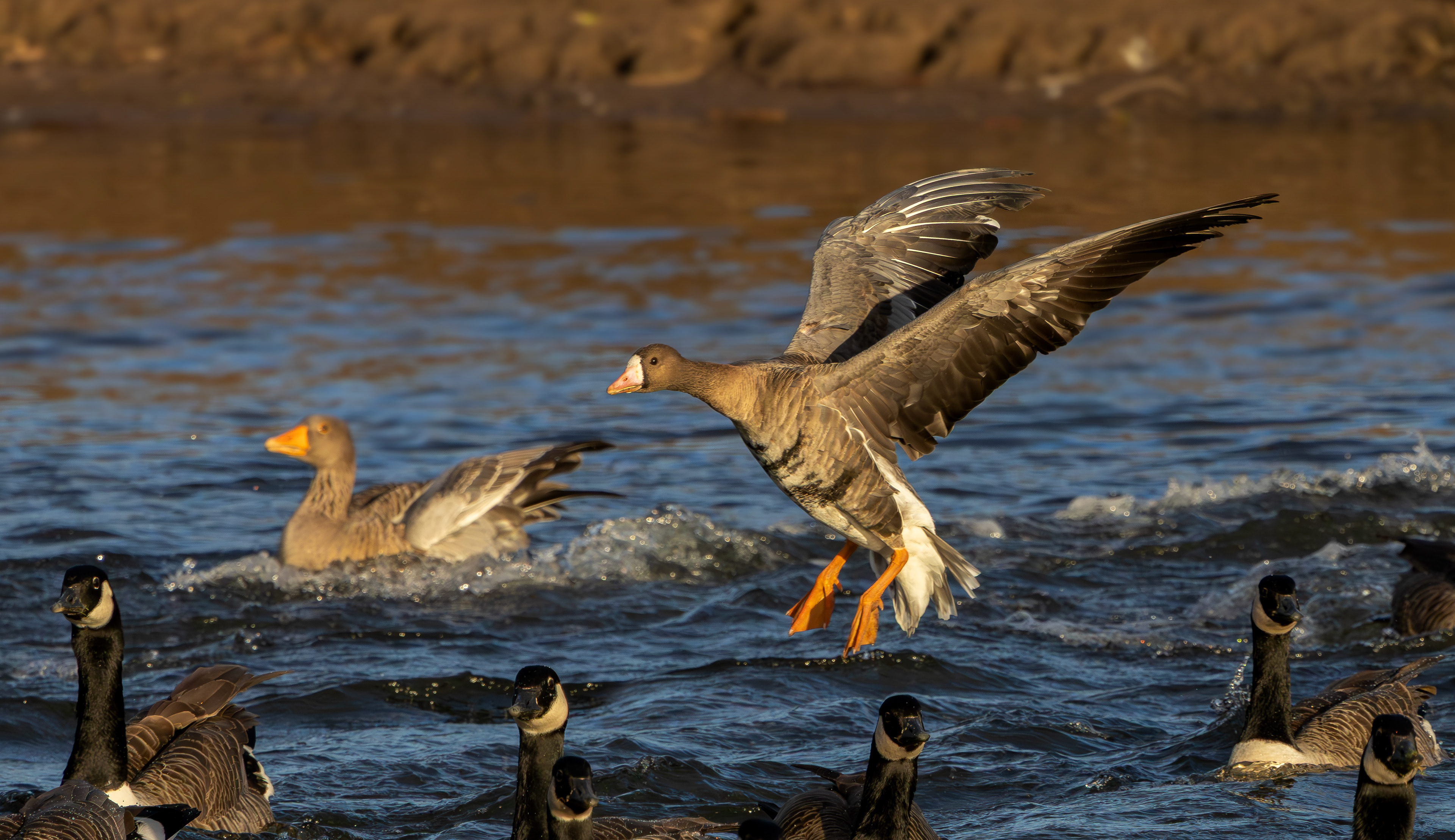 Russian White-fronted Goose, Stoke Bardolph, Nottinghamshire