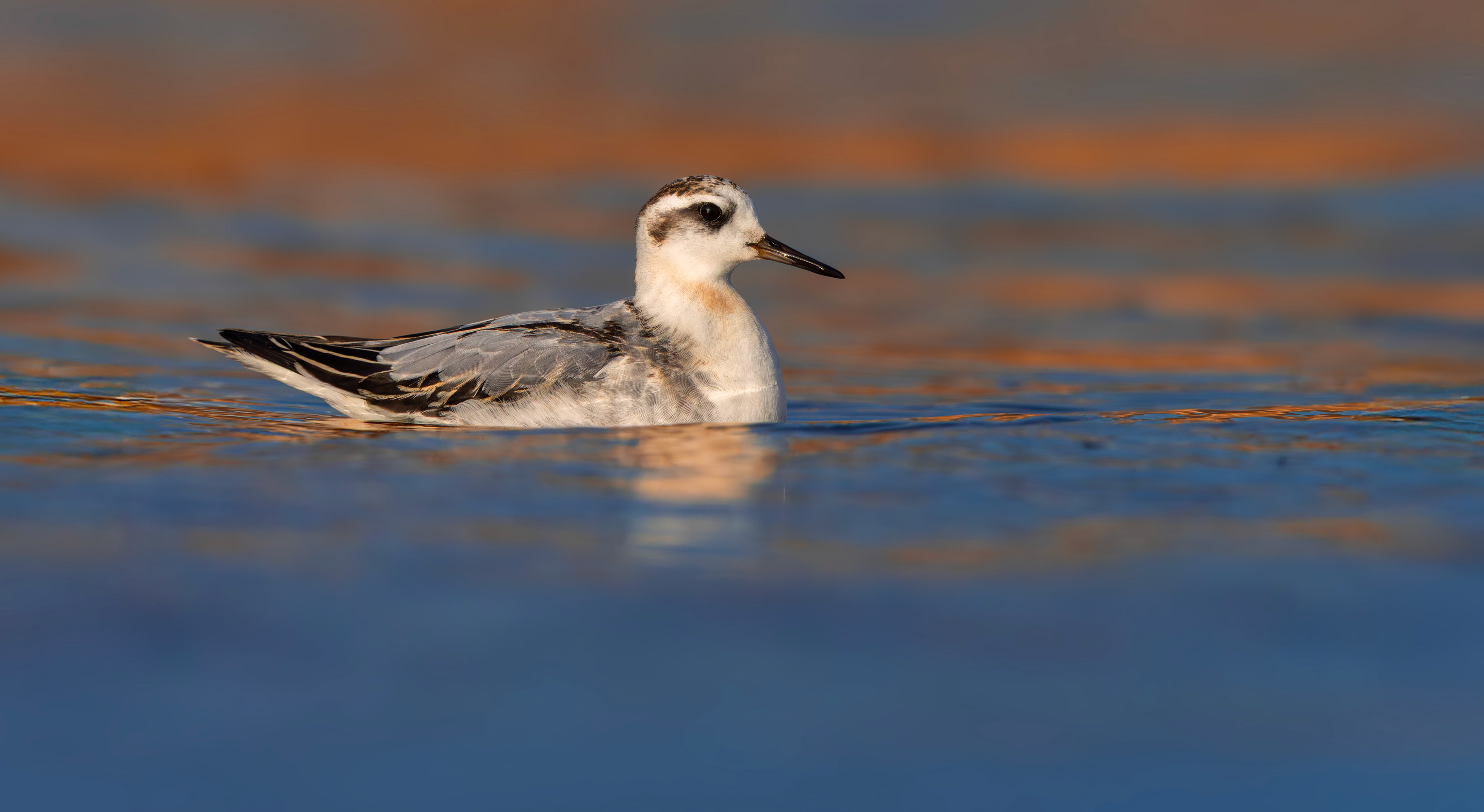 Grey Phalarope, Rutland Water, Leicestershire & Rutland