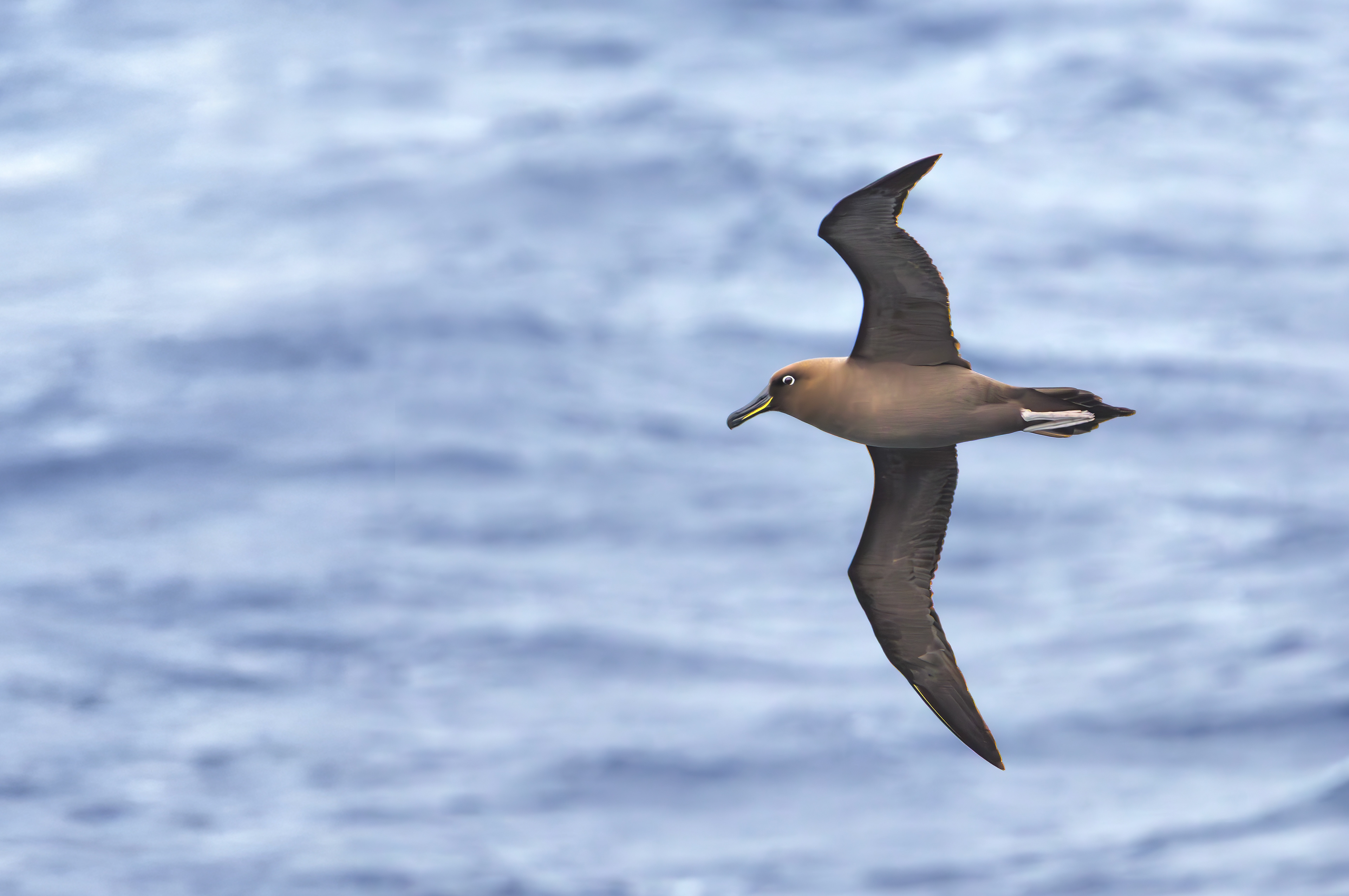Sooty Albatross