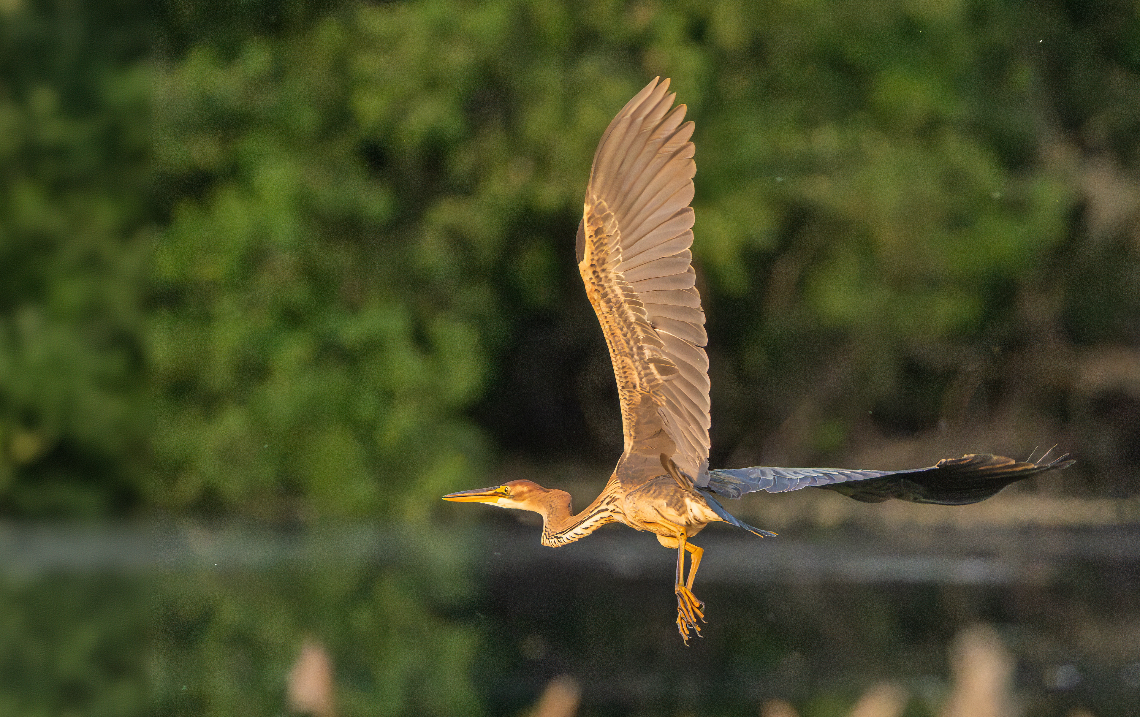 Purple Heron, Holme Pierrepont, Nottinghamshire