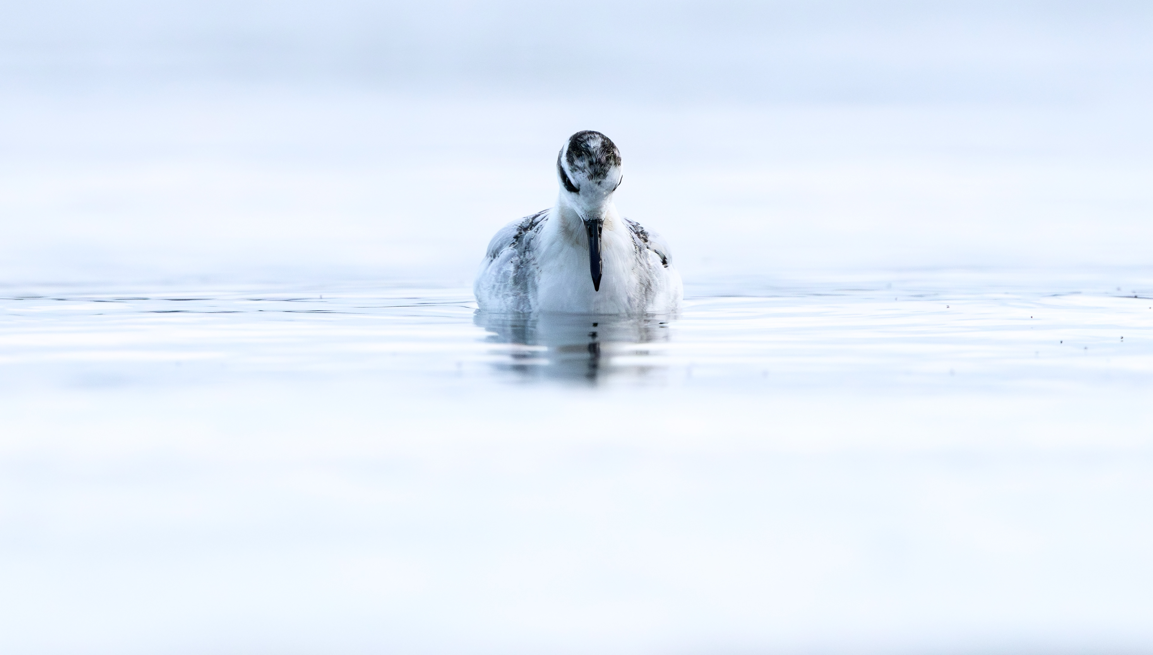 Grey Phalarope, Rutland Water, Leicestershire & Rutland