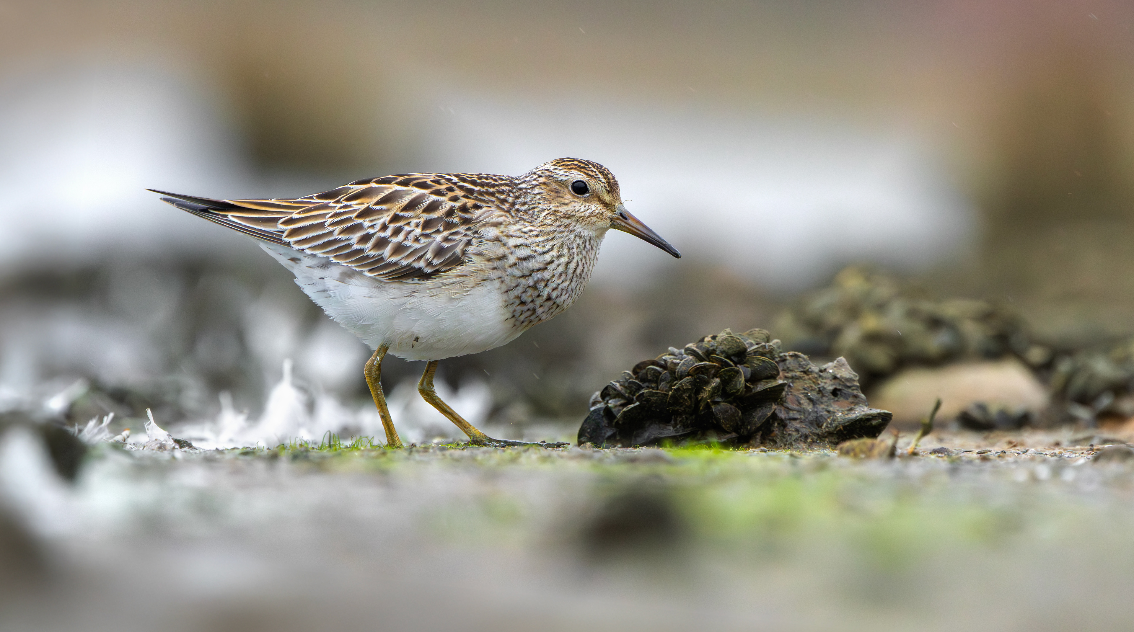 Pectoral Sandpiper, Hollowell Reservoir, Northamptonshire