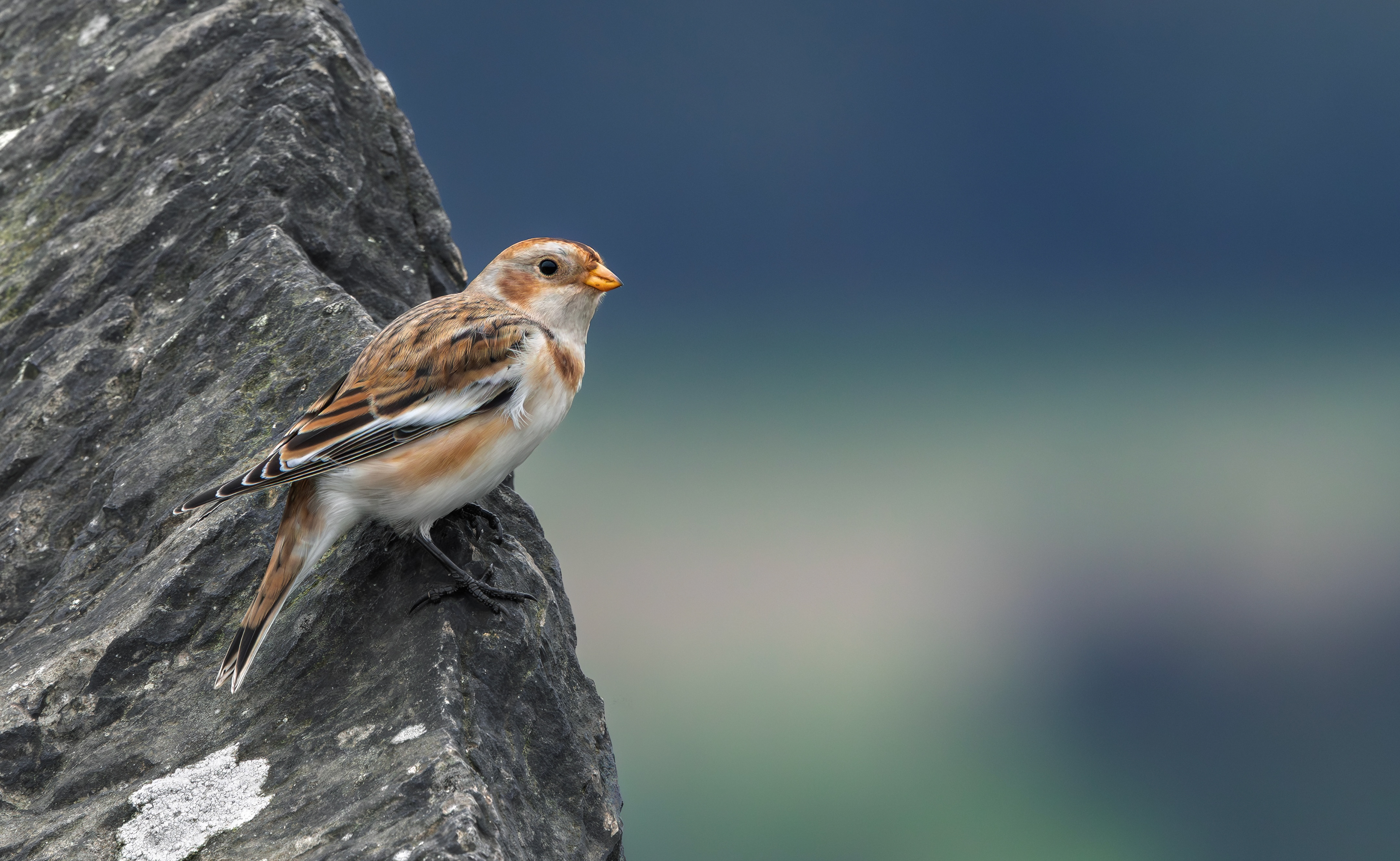 Snow Bunting, Beacon Hill, Leicestershire