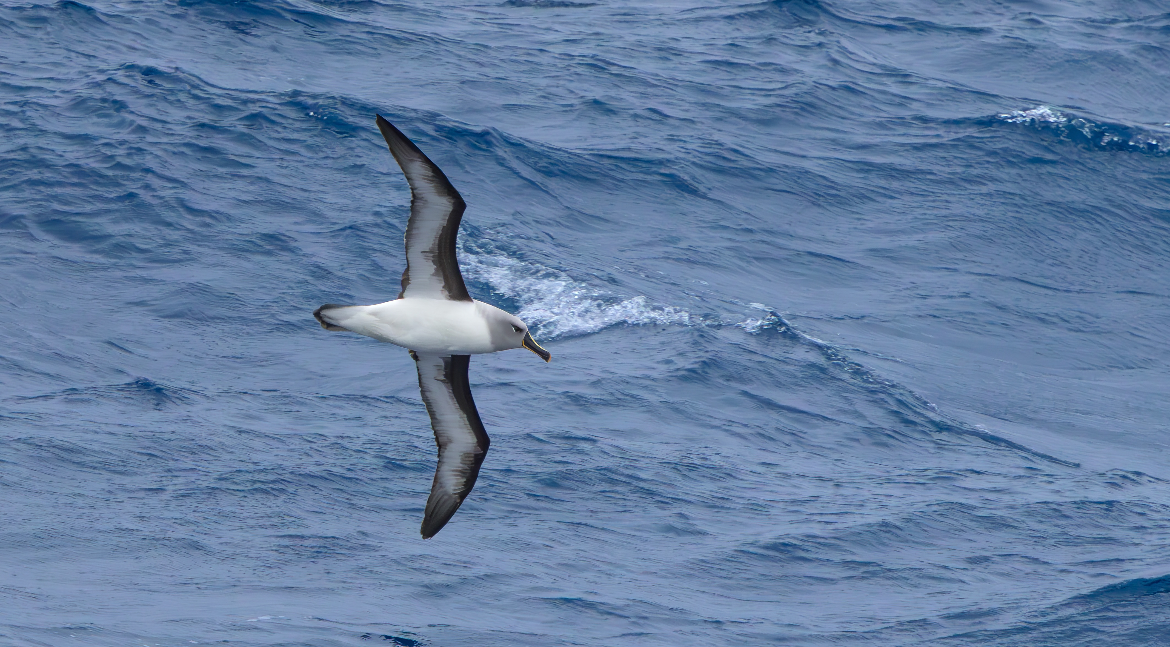 Grey-headed Albatross