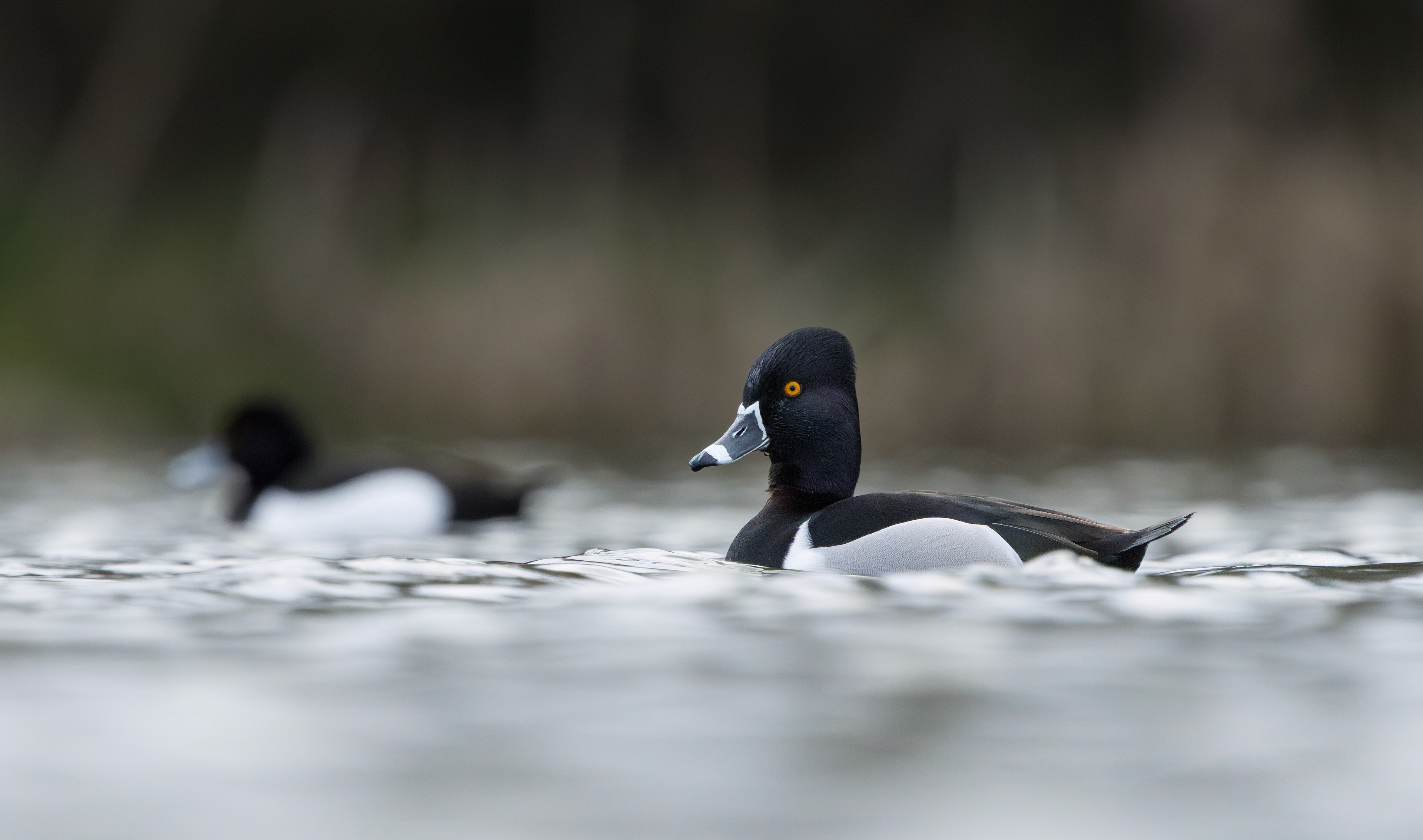 Ring-necked Duck, Codnor Park, Derbyshire