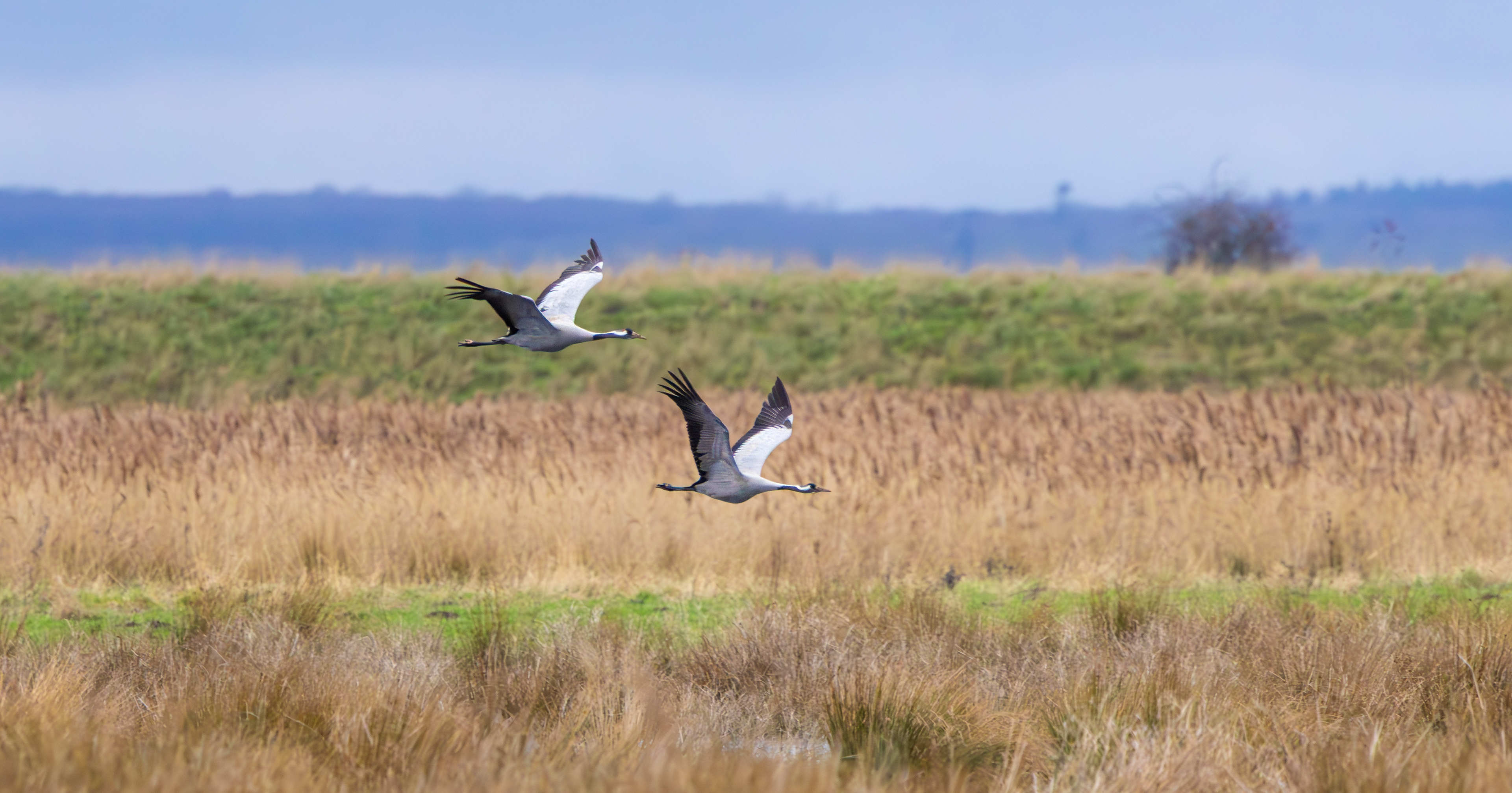 Common Crane, Willow Tree Fen LWT, Lincolnshire